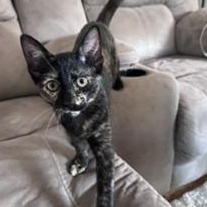 Maddie, ADOPTABLE, Young Female Domestic Short Hair.