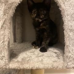 Maddie, a ADOPTABLE Domestic Short Hair in Denver, CO image 6/6