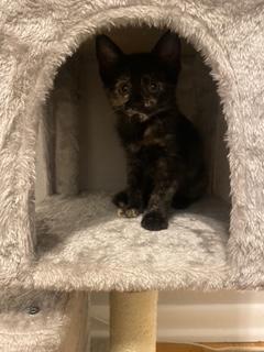 Maddie, a ADOPTABLE Domestic Short Hair in Denver, CO image 3/3