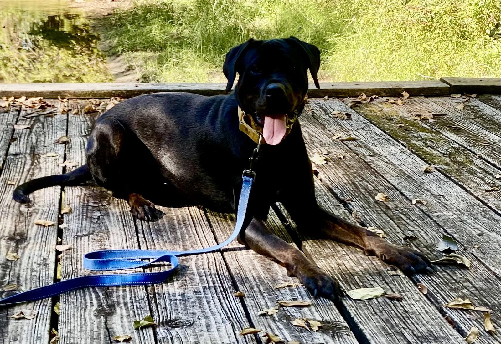 Raven, Adoptable, Adult Female Rottweiler & Labrador Retriever.