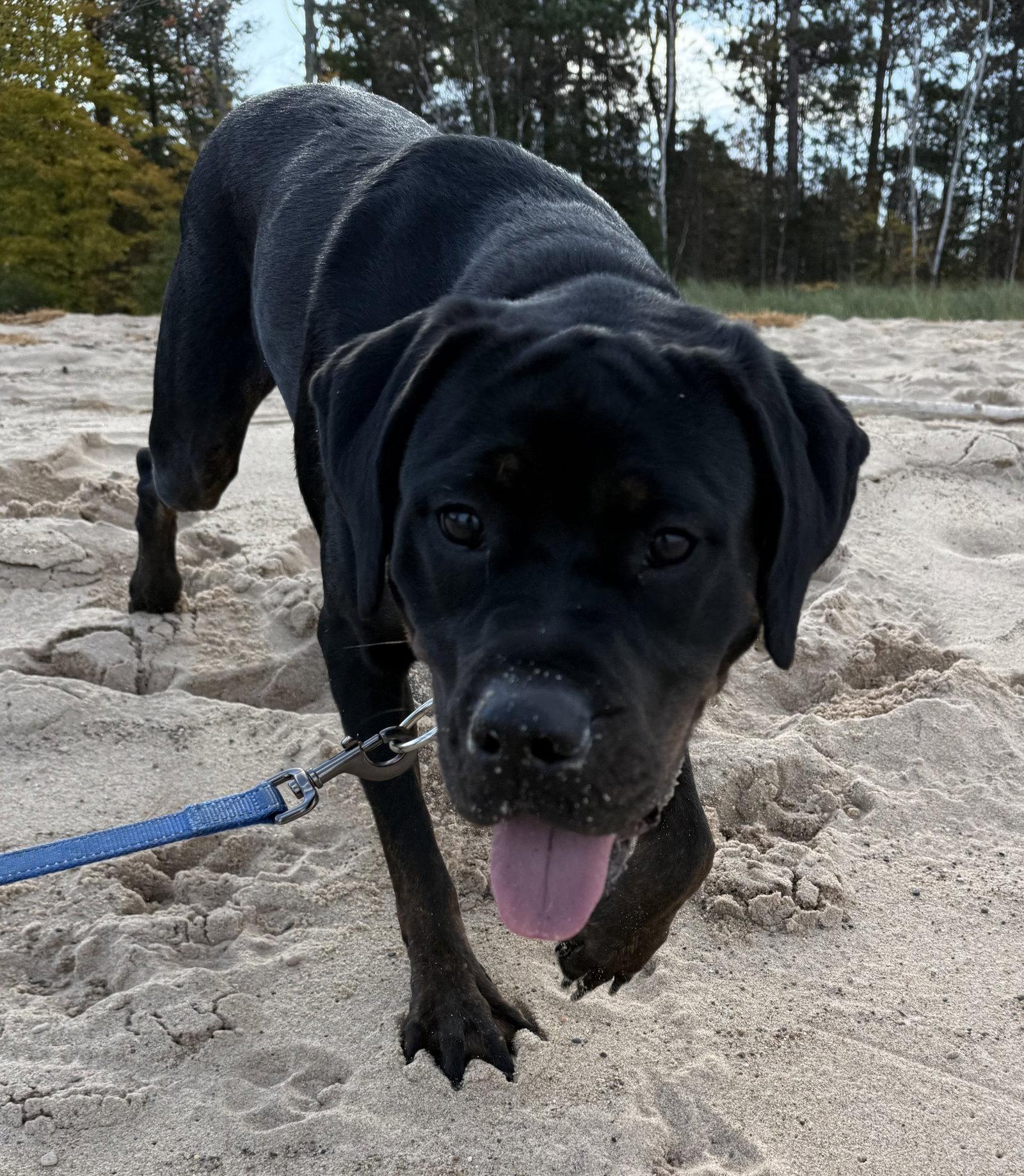Enlarge Raven, a Adoptable mixed breed in Oxford, MI image 2/2