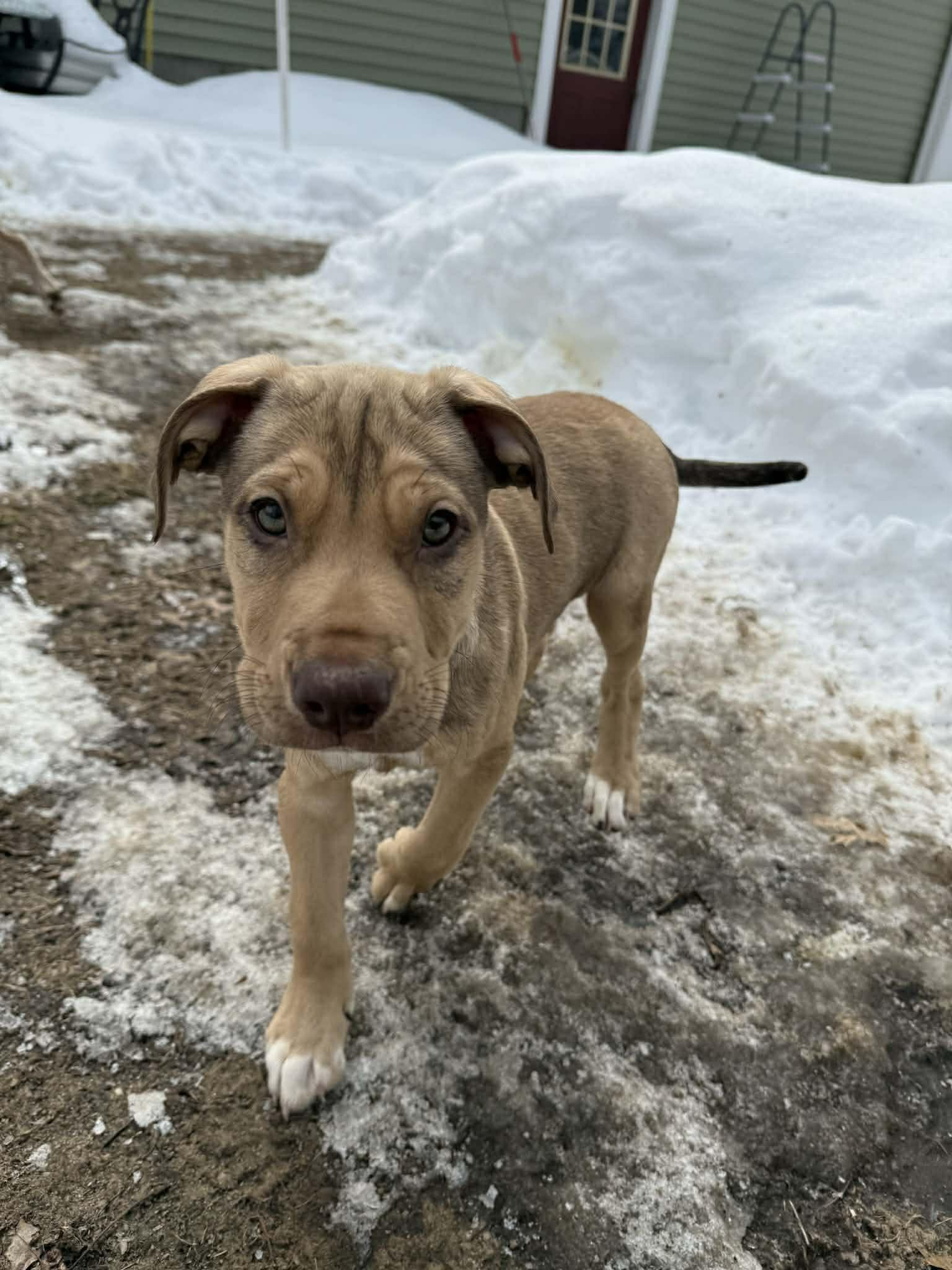 Manny, ADOPTABLE, Puppy Male American Hairless Terrier.
