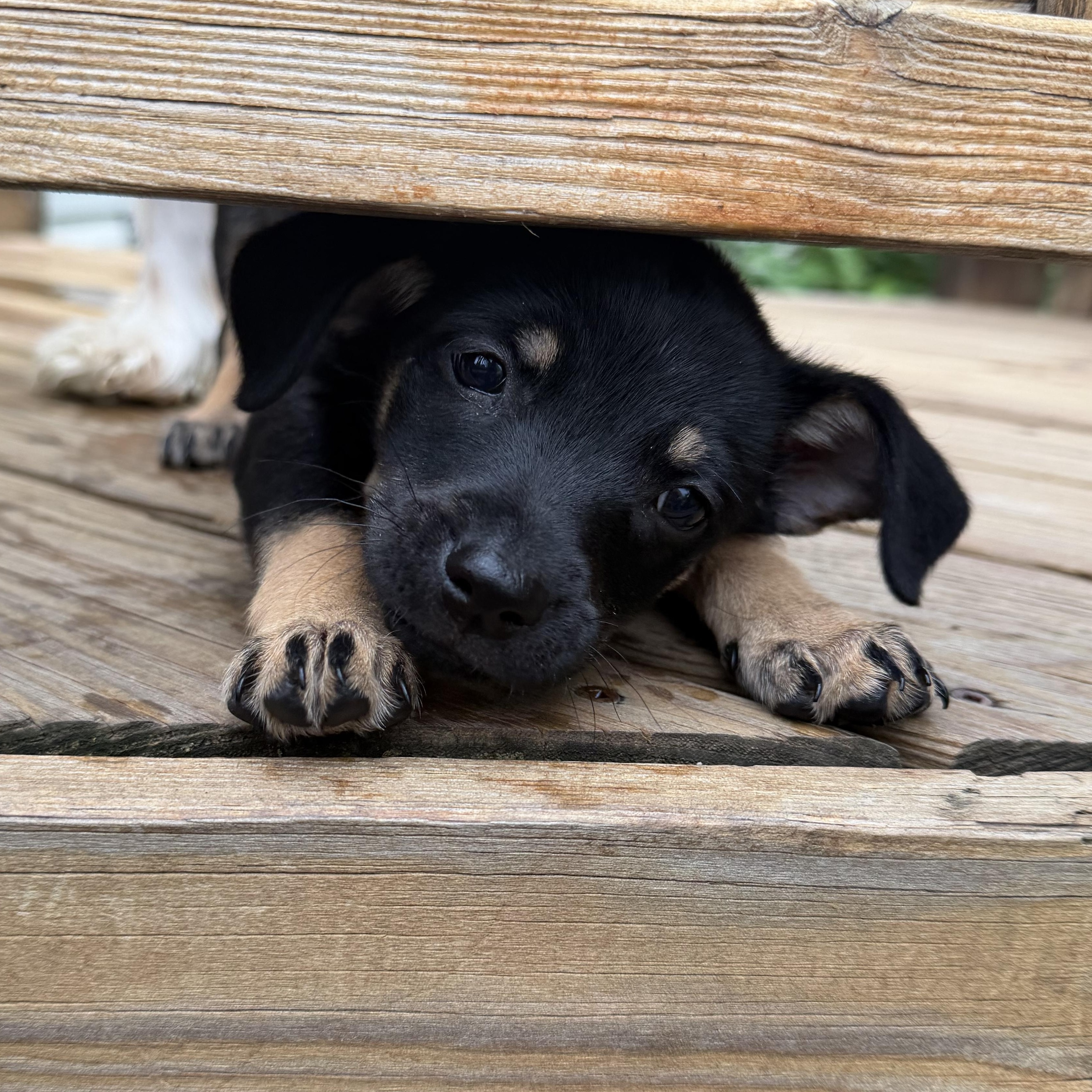 Enlarge Jarvis, a Adoptable mixed breed in Minneapolis, MN image 5/6