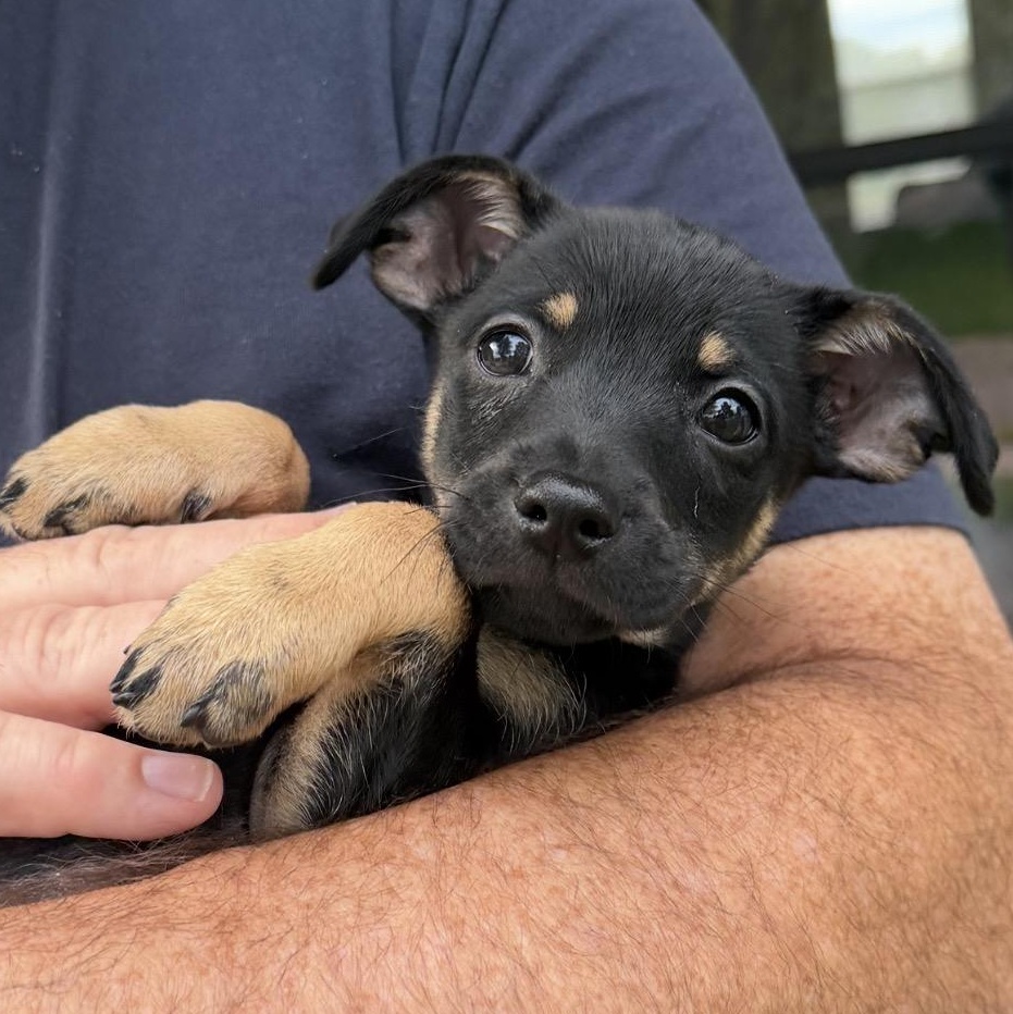 Enlarge Jarvis, a Adoptable mixed breed in Minneapolis, MN image 4/6
