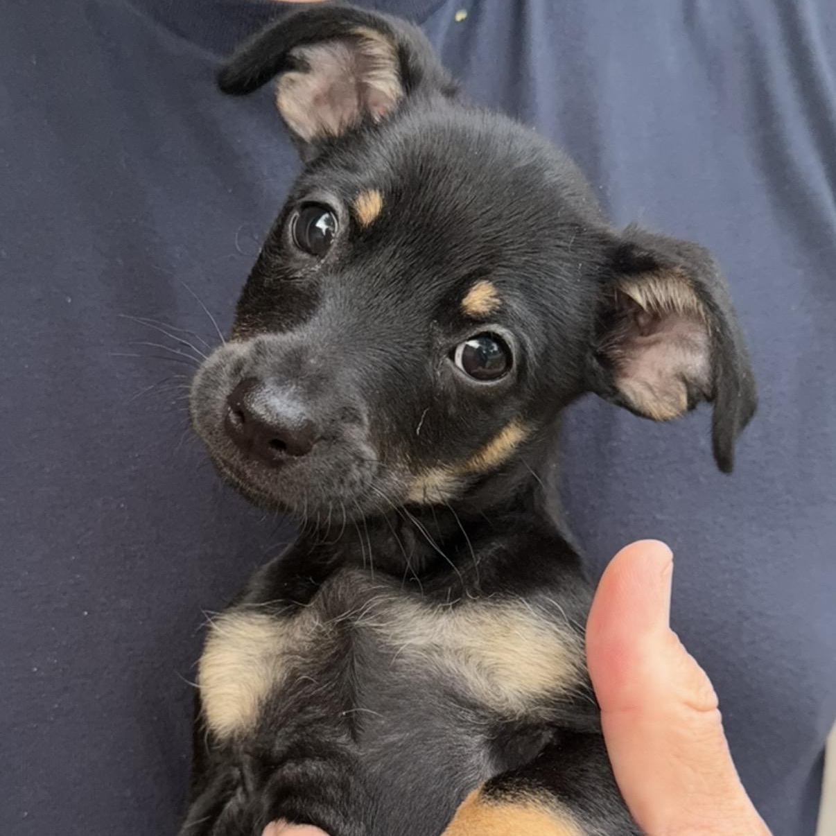 Enlarge Jarvis, a Adoptable mixed breed in Minneapolis, MN image 3/6