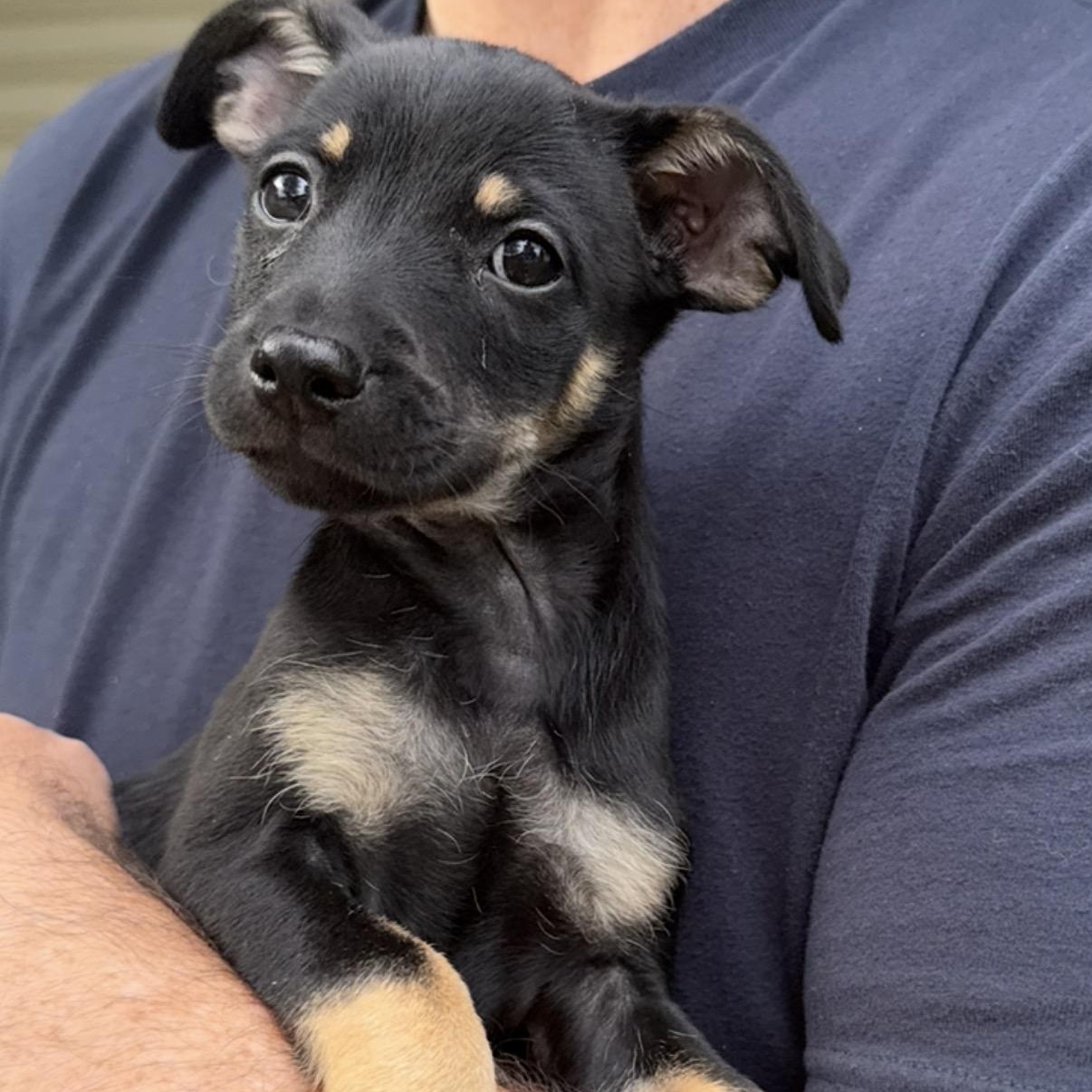 Enlarge Jarvis, a Adoptable mixed breed in Minneapolis, MN image 6/6