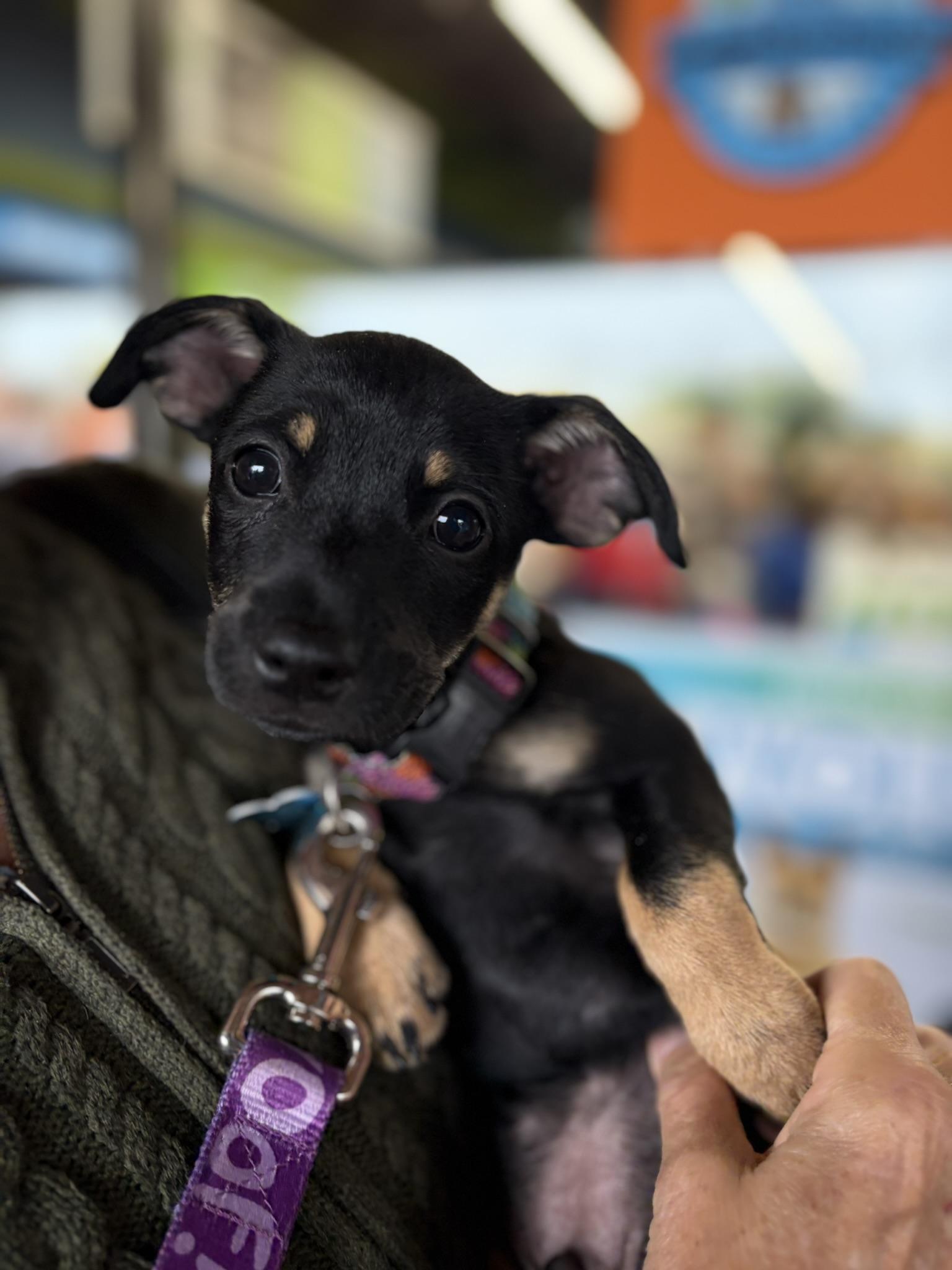 Enlarge Jarvis, a Adoptable mixed breed in Minneapolis, MN image 2/6