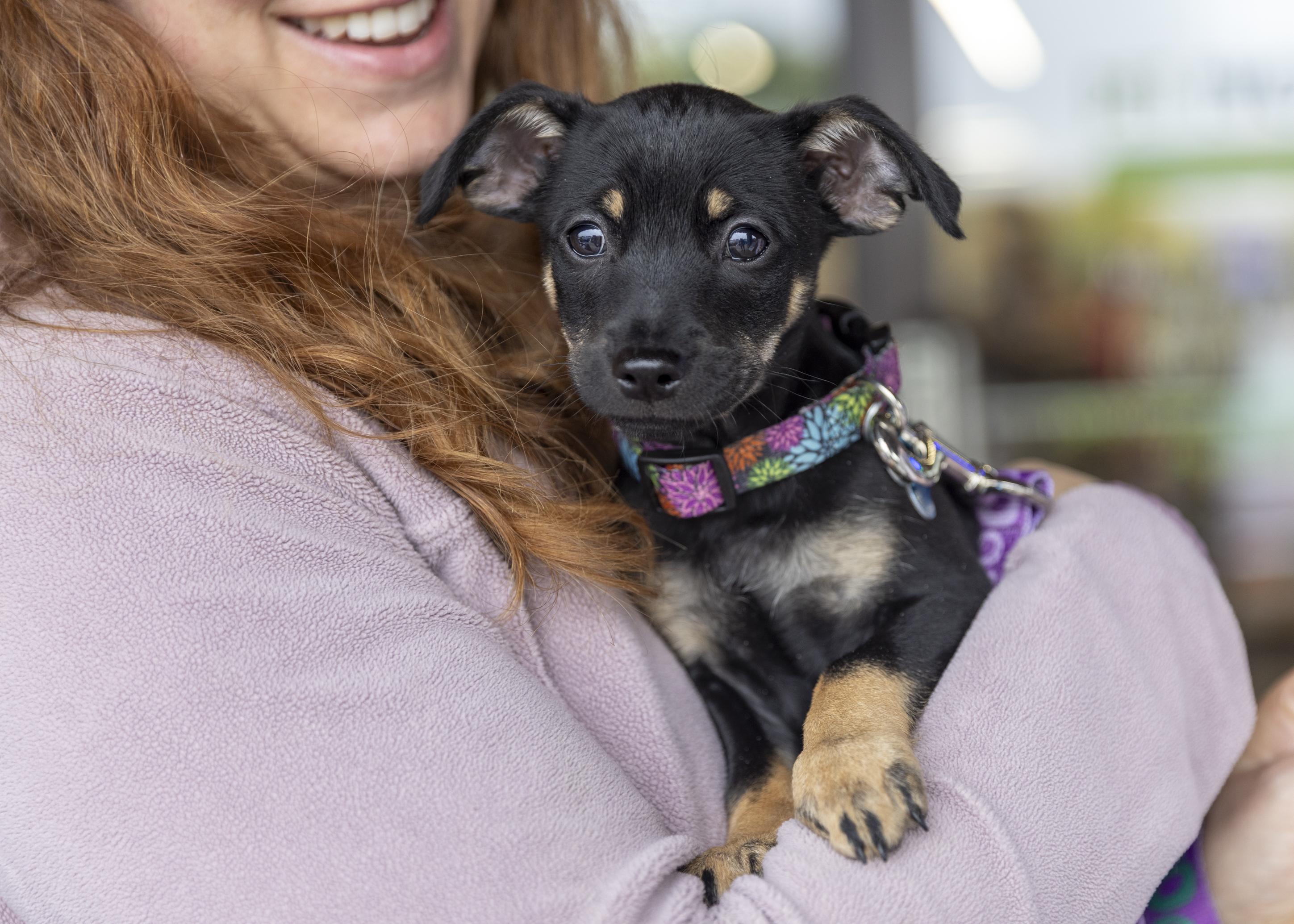 Enlarge Jarvis, a Adoptable mixed breed in Minneapolis, MN image 1/6