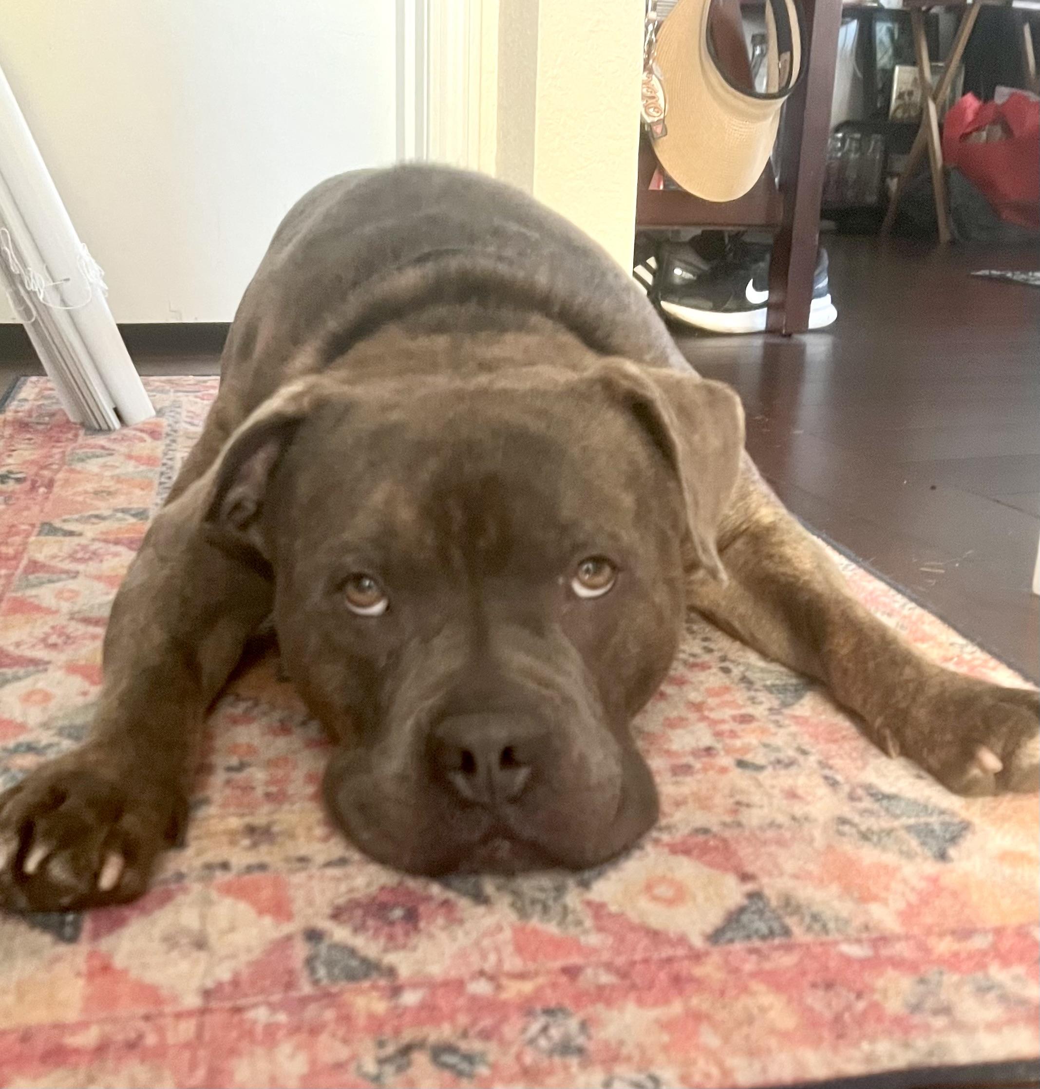 Enlarge Rocko, a Adoptable mixed breed in Olympia, WA image 4/6