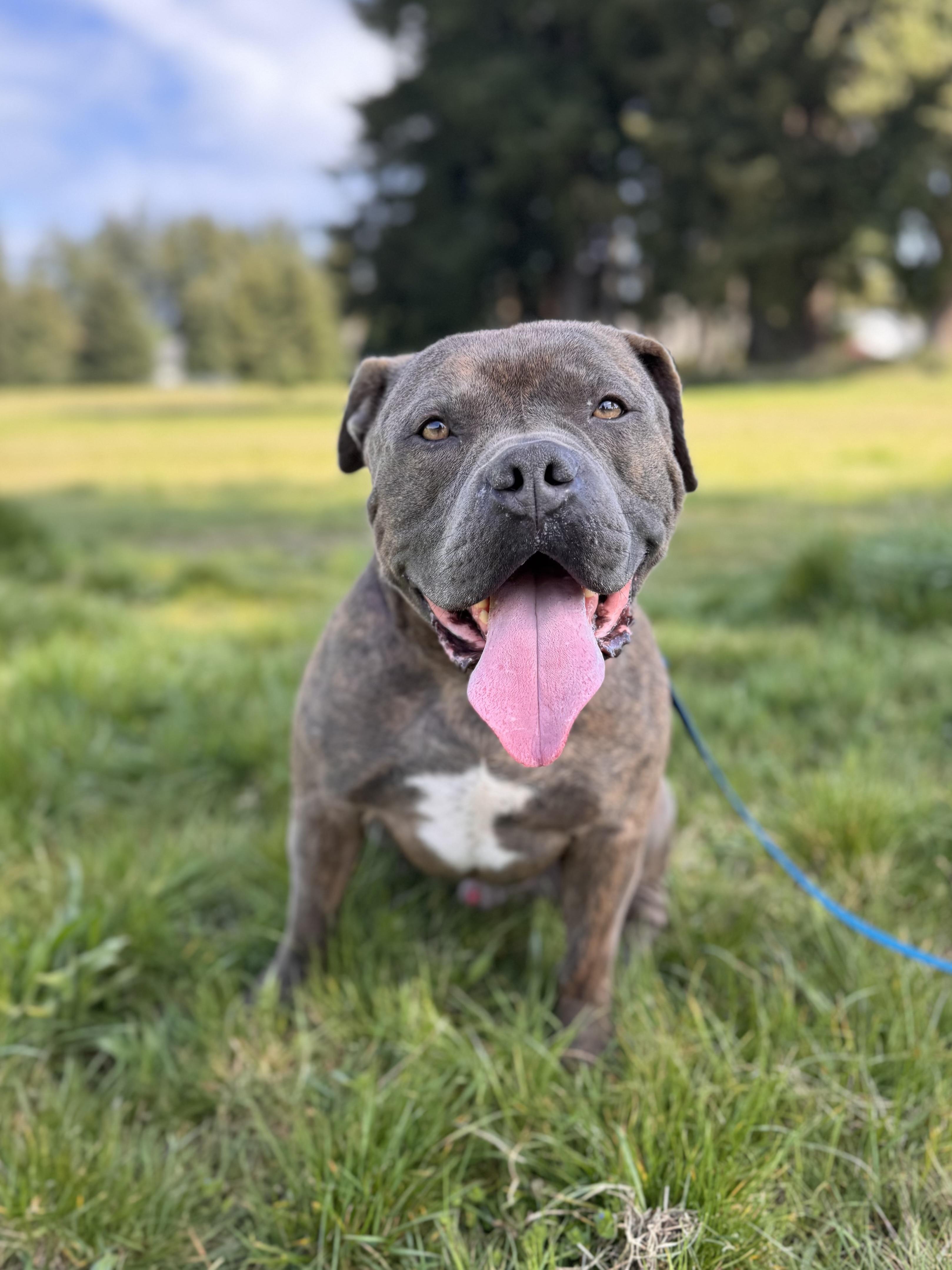 Enlarge Rocko, a Adoptable mixed breed in Olympia, WA image 5/6