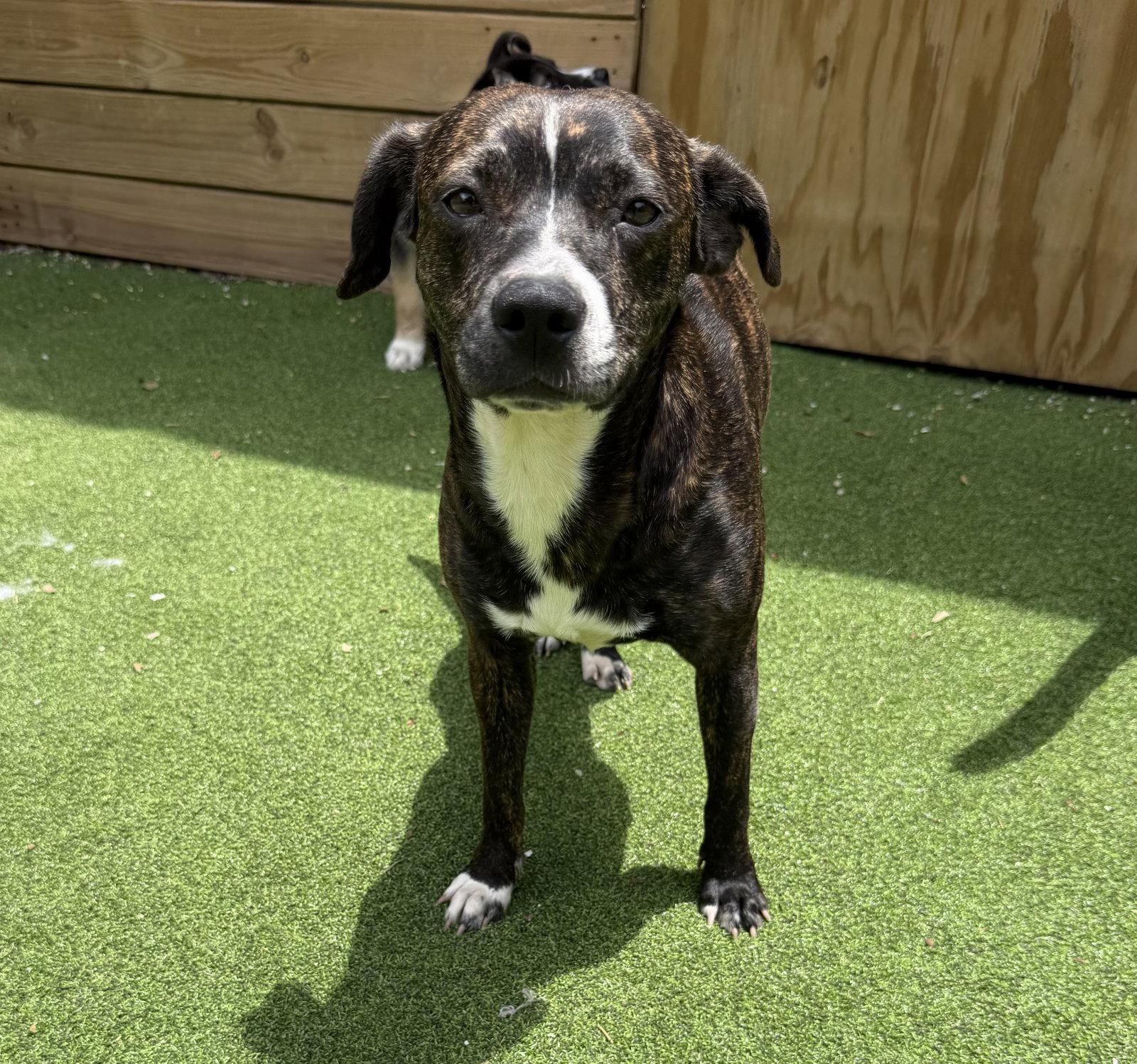 Azalea, Adoptable, Adult Female Labrador Retriever.