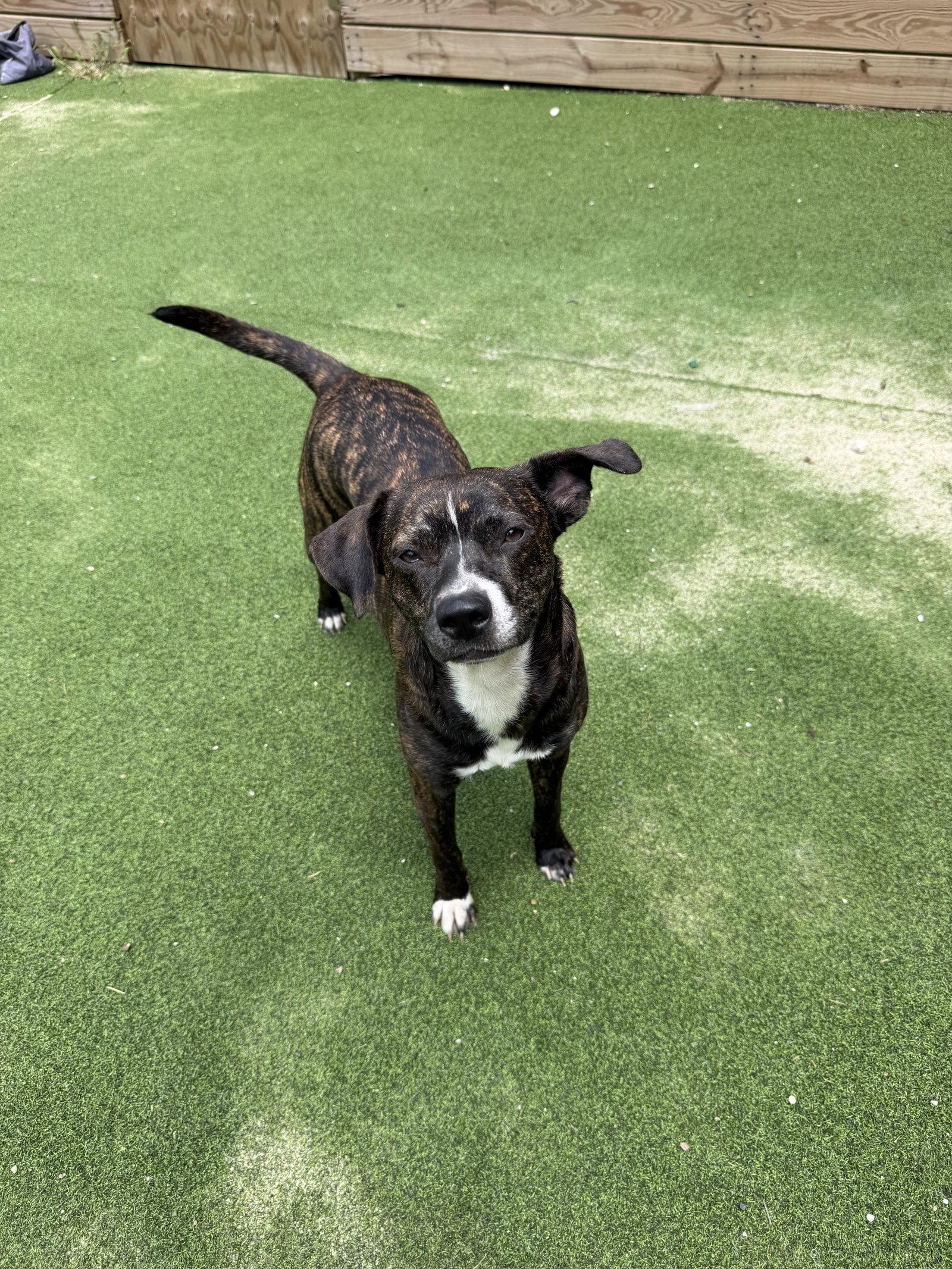 Azalea, a Adoptable Labrador Retriever in The Woodlands, TX image 2/3