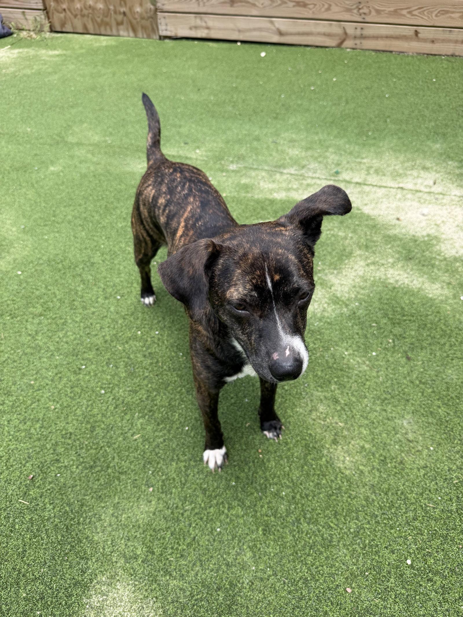 Azalea, a Adoptable Labrador Retriever in The Woodlands, TX image 3/3