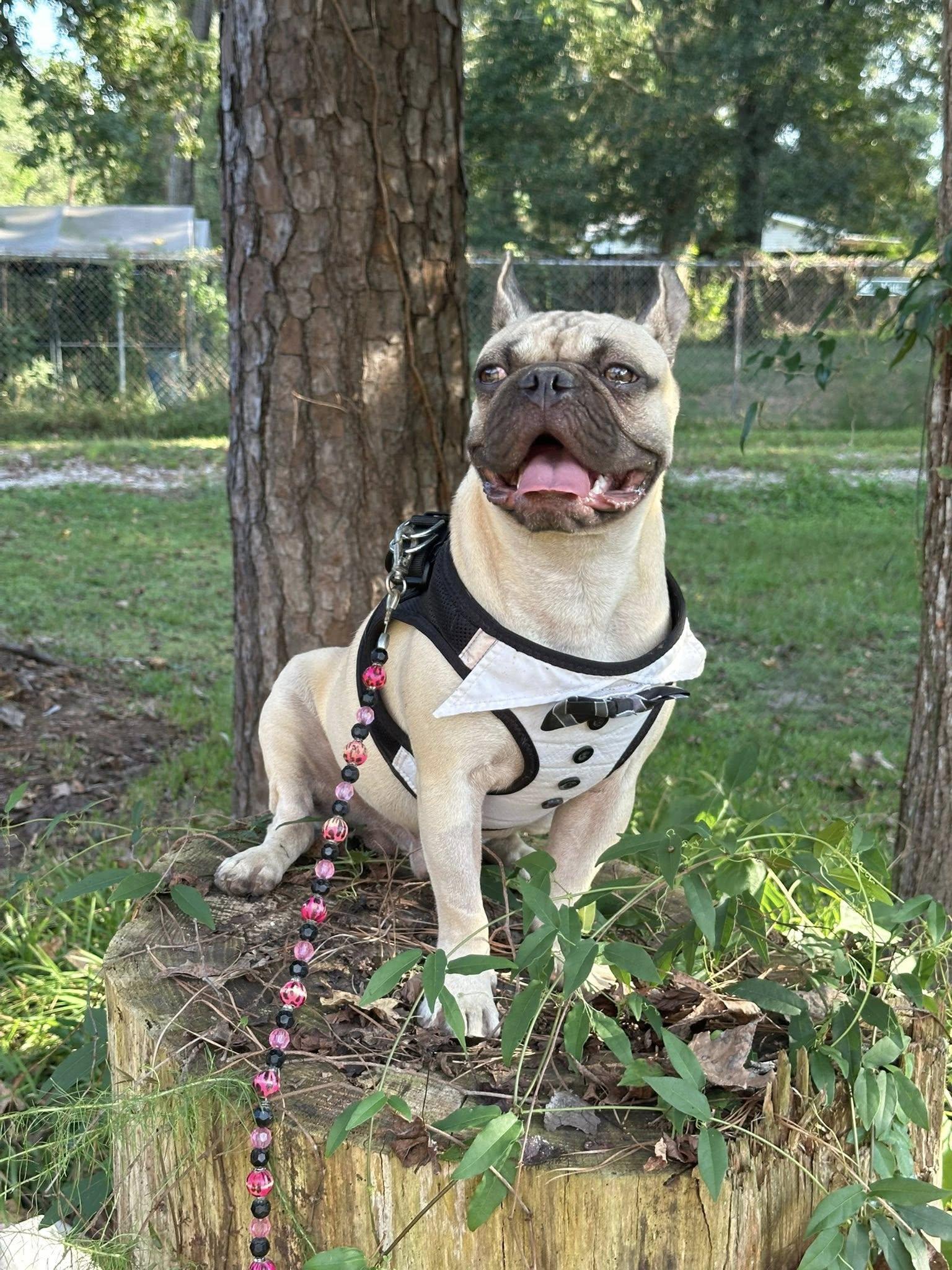 Enlarge Bonaparte, a Adopted mixed breed in Lexington, VA image 6/7