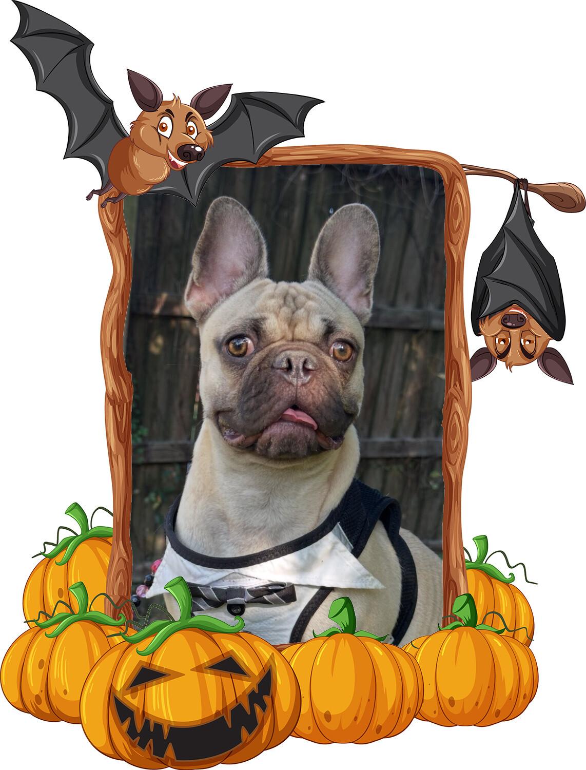 Bonaparte, Adopted, Adult Male French Bulldog & Pug.