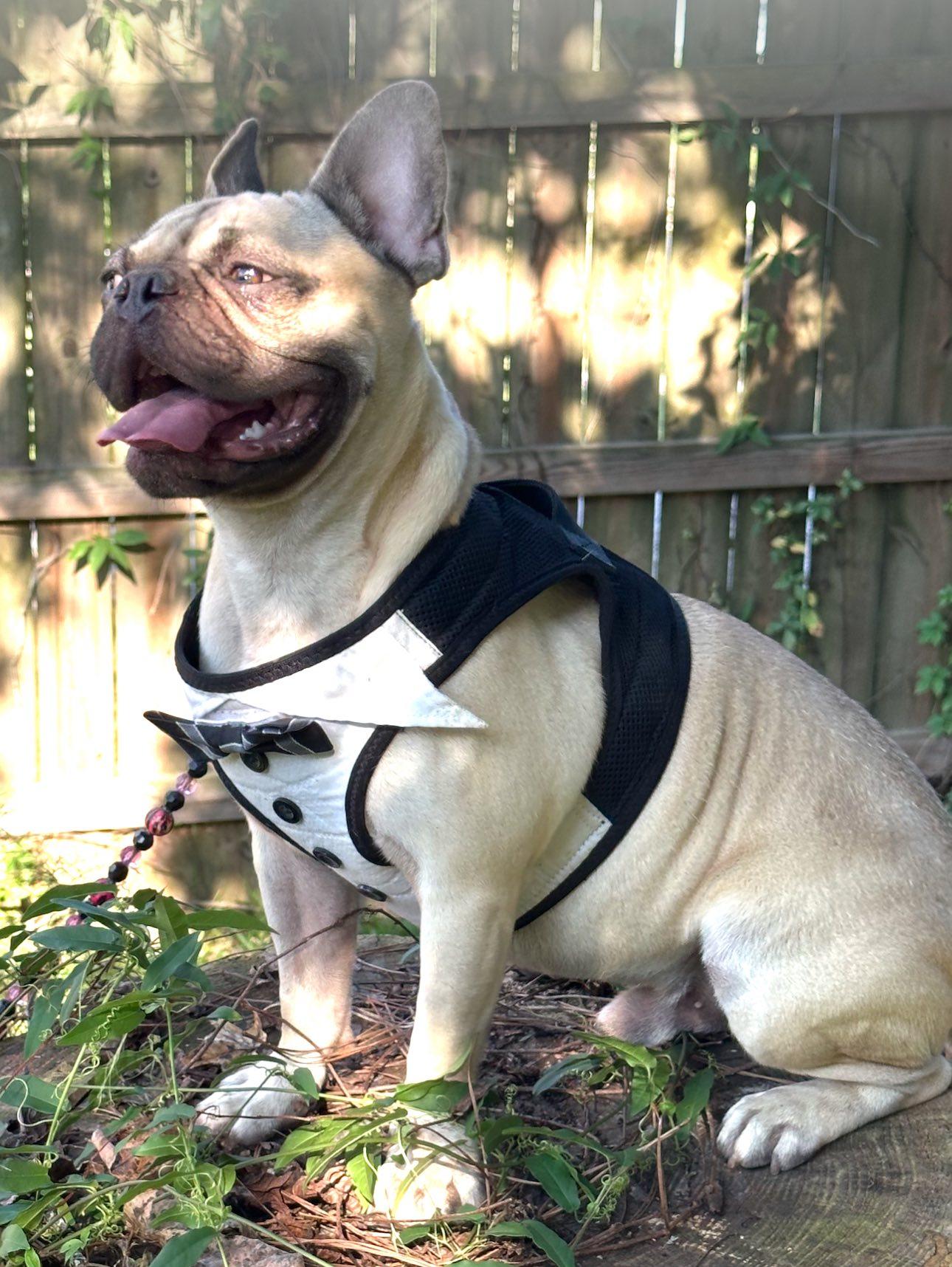 Enlarge Bonaparte, a Adopted mixed breed in Lexington, VA image 5/7