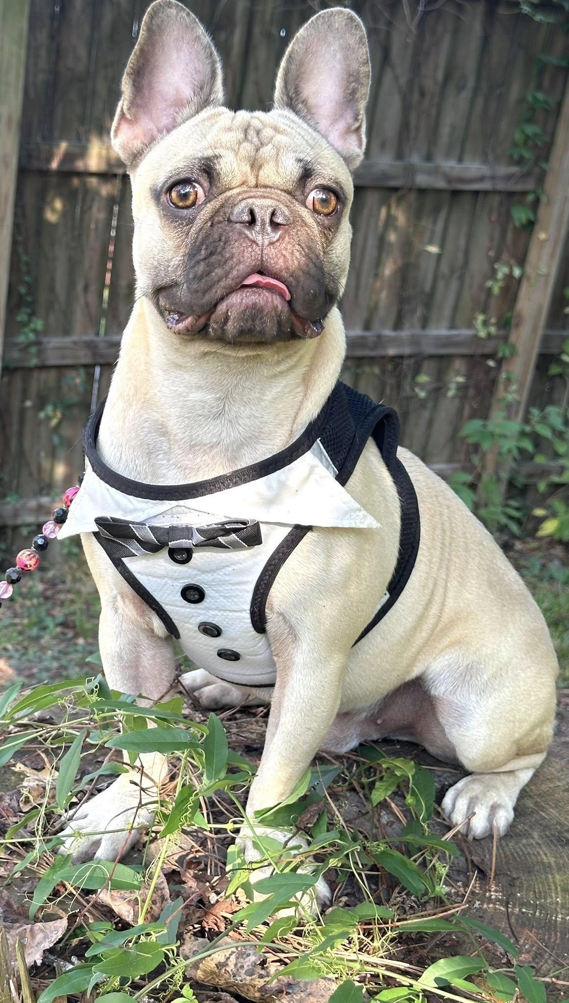 Enlarge Bonaparte, a Adopted mixed breed in Lexington, VA image 7/7