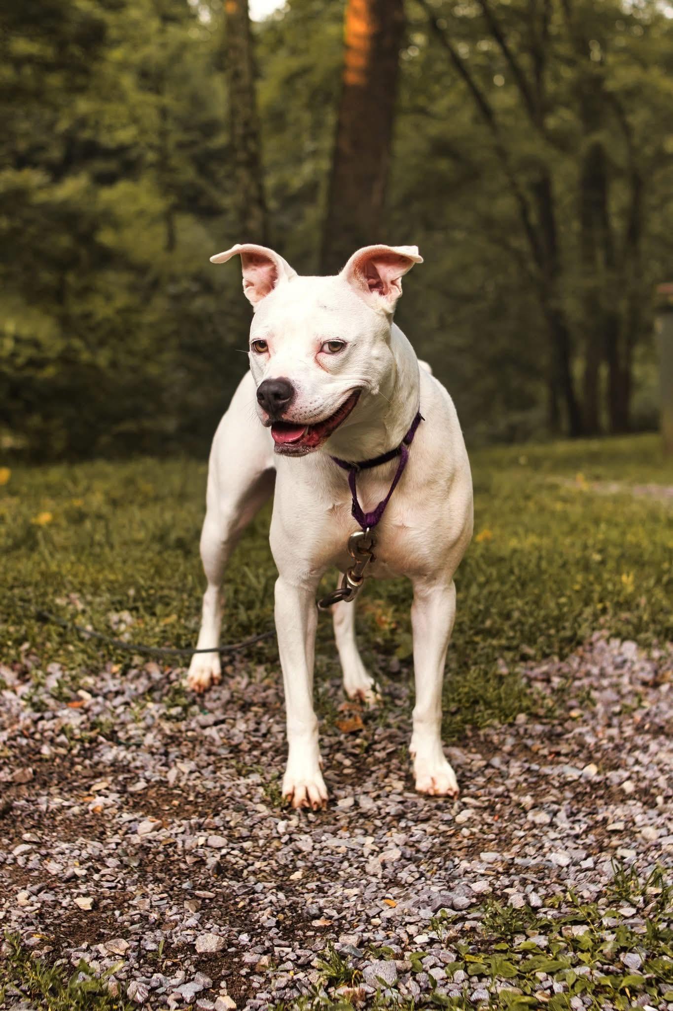 SNOW, Adopted, Adult Female Pit Bull Terrier.