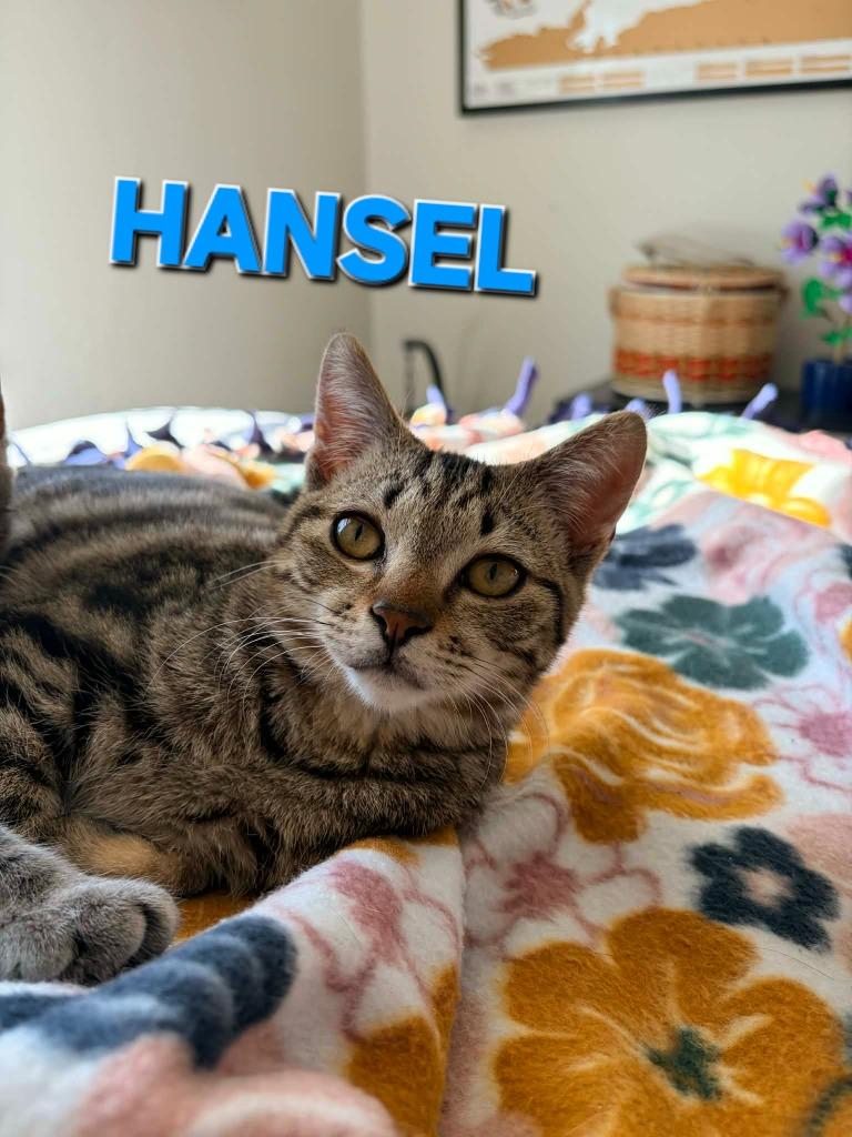 Hansel, a Adoptable mixed breed in Rome, GA image 2/5