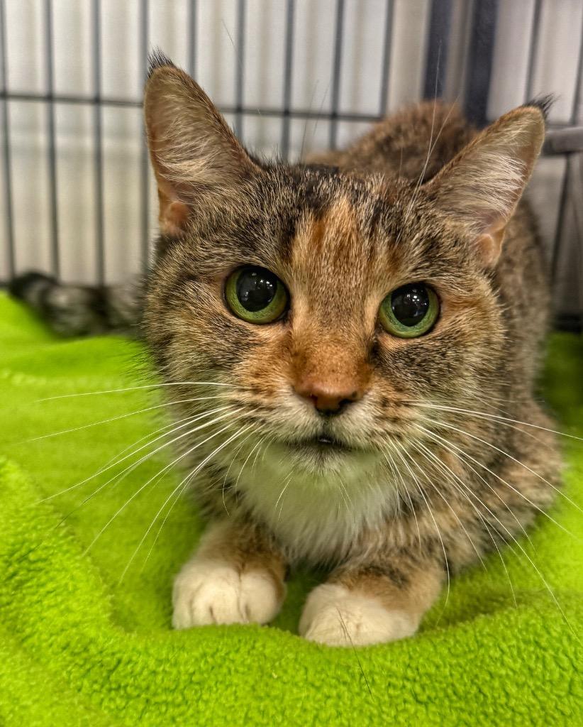Autumn, Adoptable, Adult Female Domestic Short Hair.