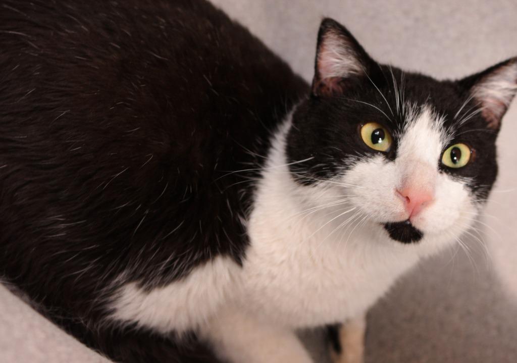 Turtleman, a Adoptable mixed breed in Brenham, TX image 2/2