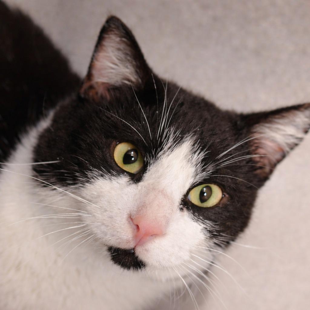 Turtleman, Adoptable, Adult Male Domestic Short Hair.