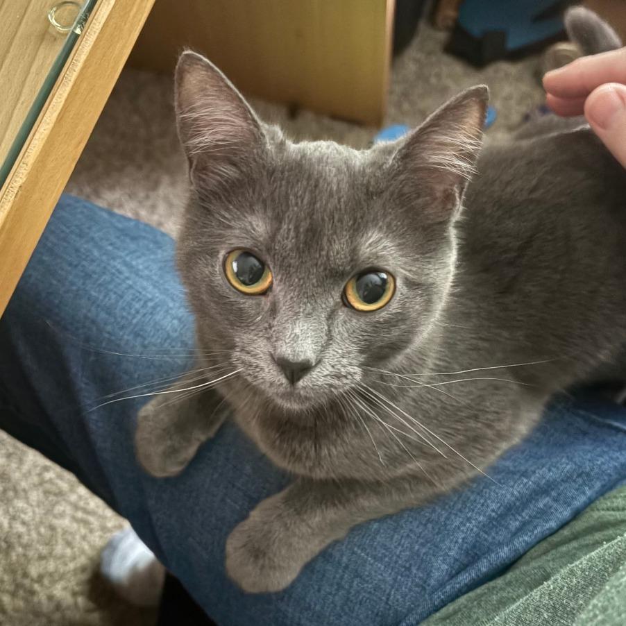 Enlarge Aurora, a Adoptable Domestic Short Hair in Washougal, WA image 2/2