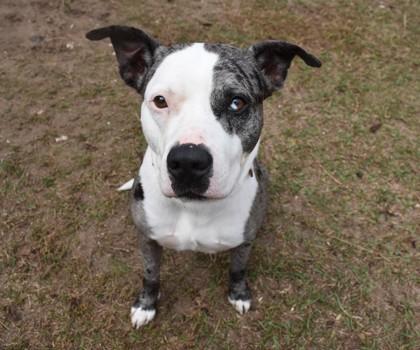 Dapper Dan, ADOPTABLE, Adult Male Catahoula Leopard Dog & Pit Bull Terrier.