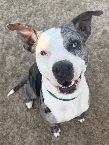 Dapper Dan, a ADOPTABLE mixed breed in Inverness, FL image 2/2