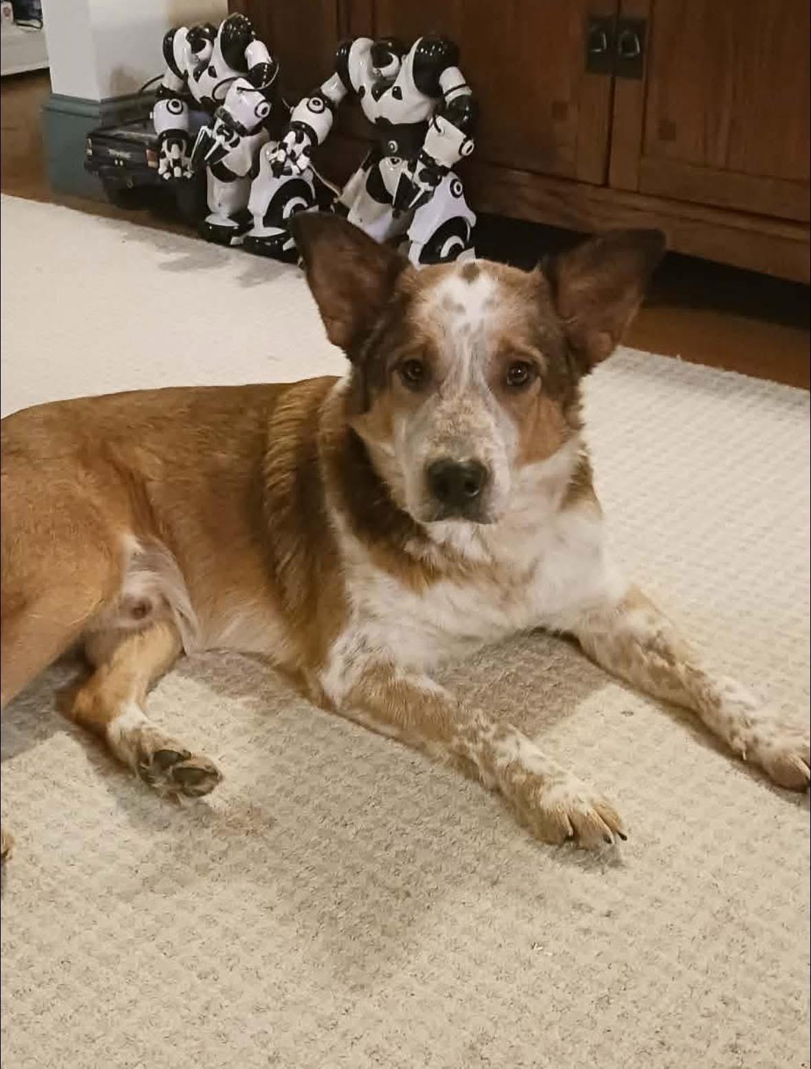 Enlarge Oz, a ADOPTABLE mixed breed in Brooks, ME image 3/3