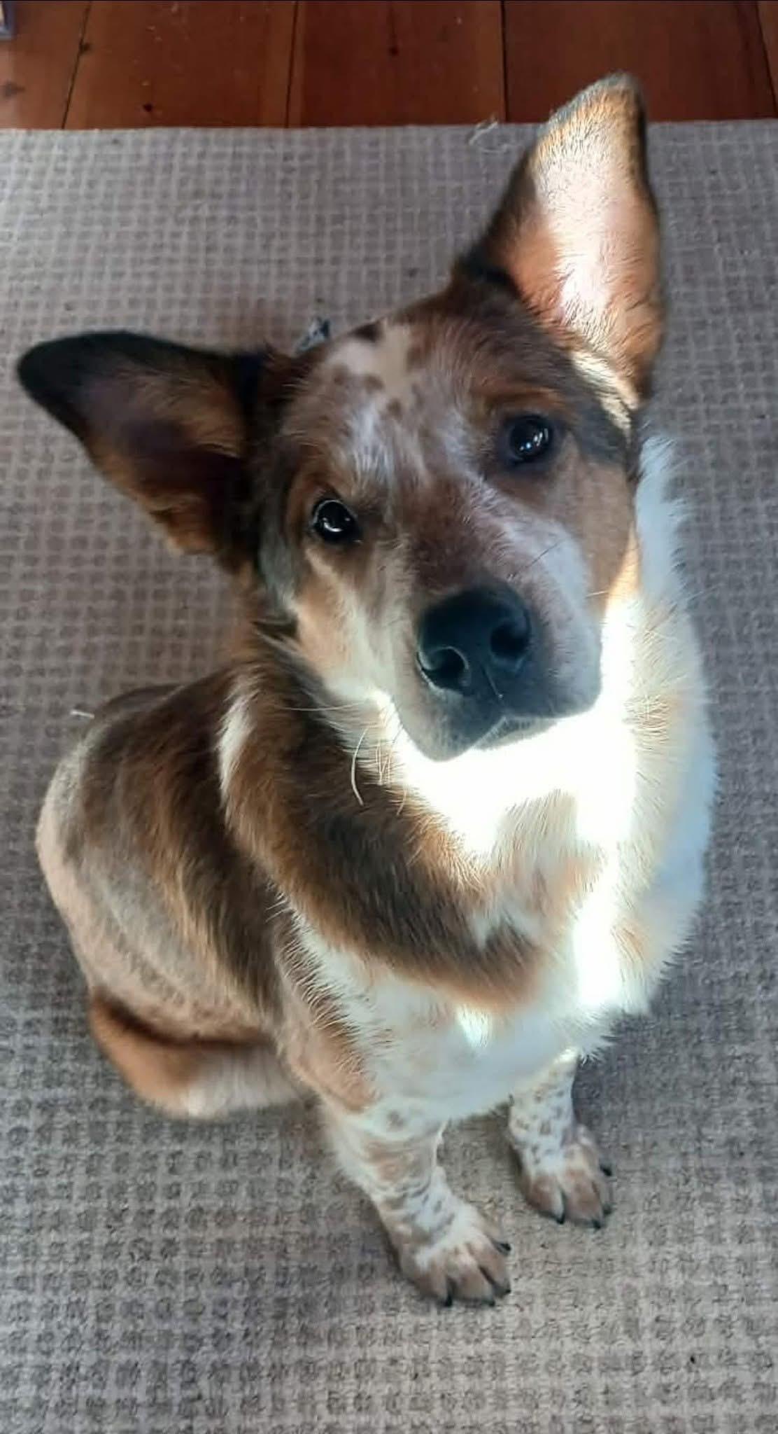 Enlarge Oz, a ADOPTABLE mixed breed in Brooks, ME image 2/3