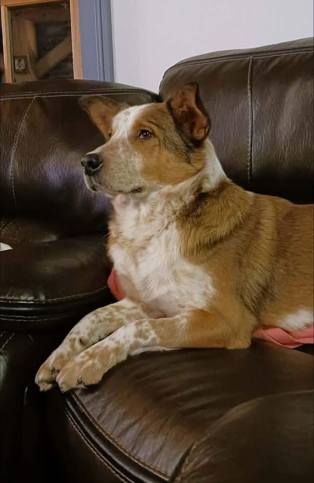 Enlarge Oz, a ADOPTABLE mixed breed in Brooks, ME image 1/3