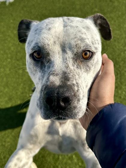 Mr. Bridgerton, Adoptable, Young Male Mixed Breed & Mixed Breed.