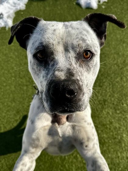 Enlarge Mr. Bridgerton, a Adoptable mixed breed in Wichita, KS image 2/3