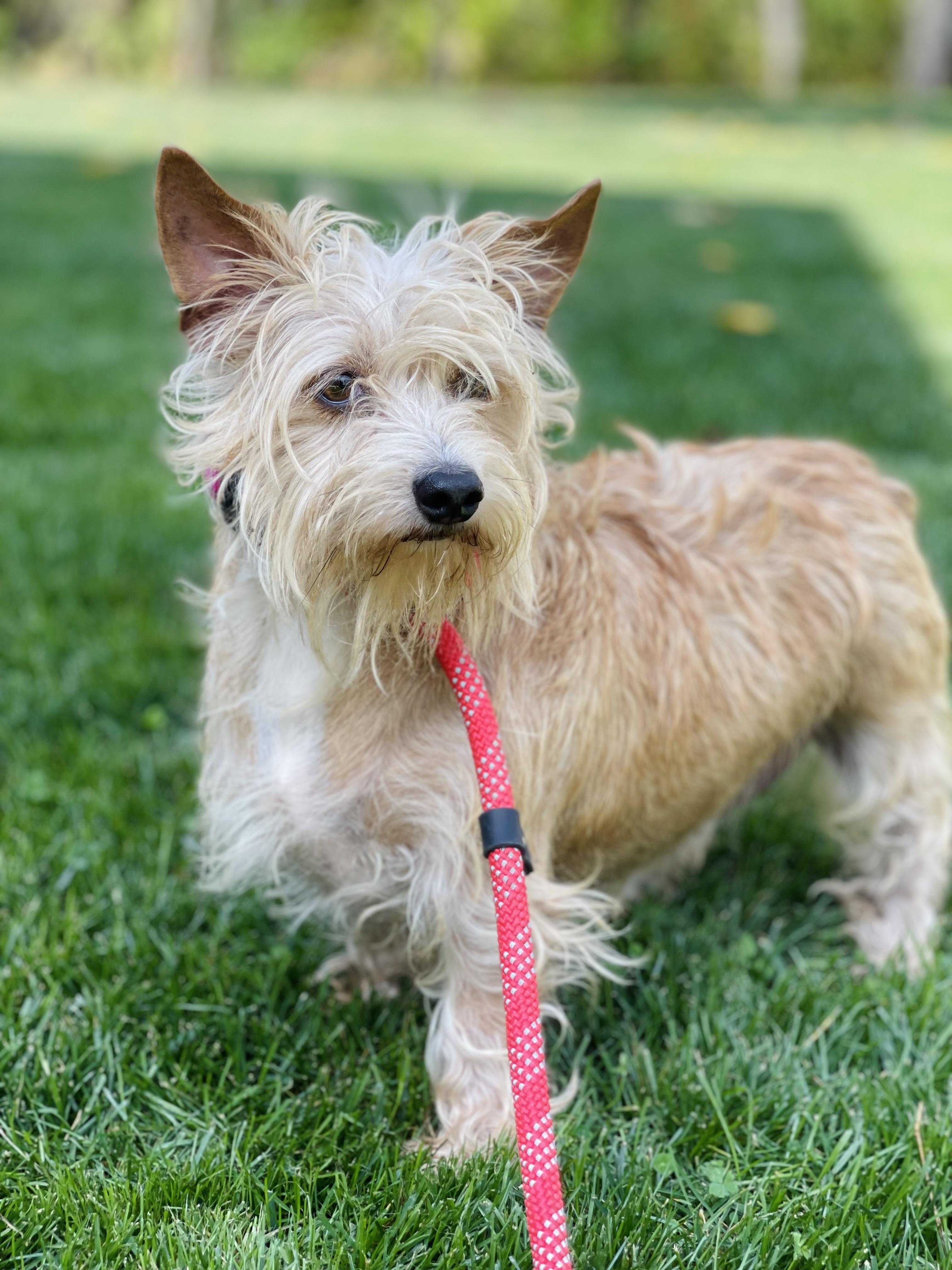 Tana, an adoptable Norwich Terrier, Cairn Terrier in Winter, WI, 54896 | Photo Image 1