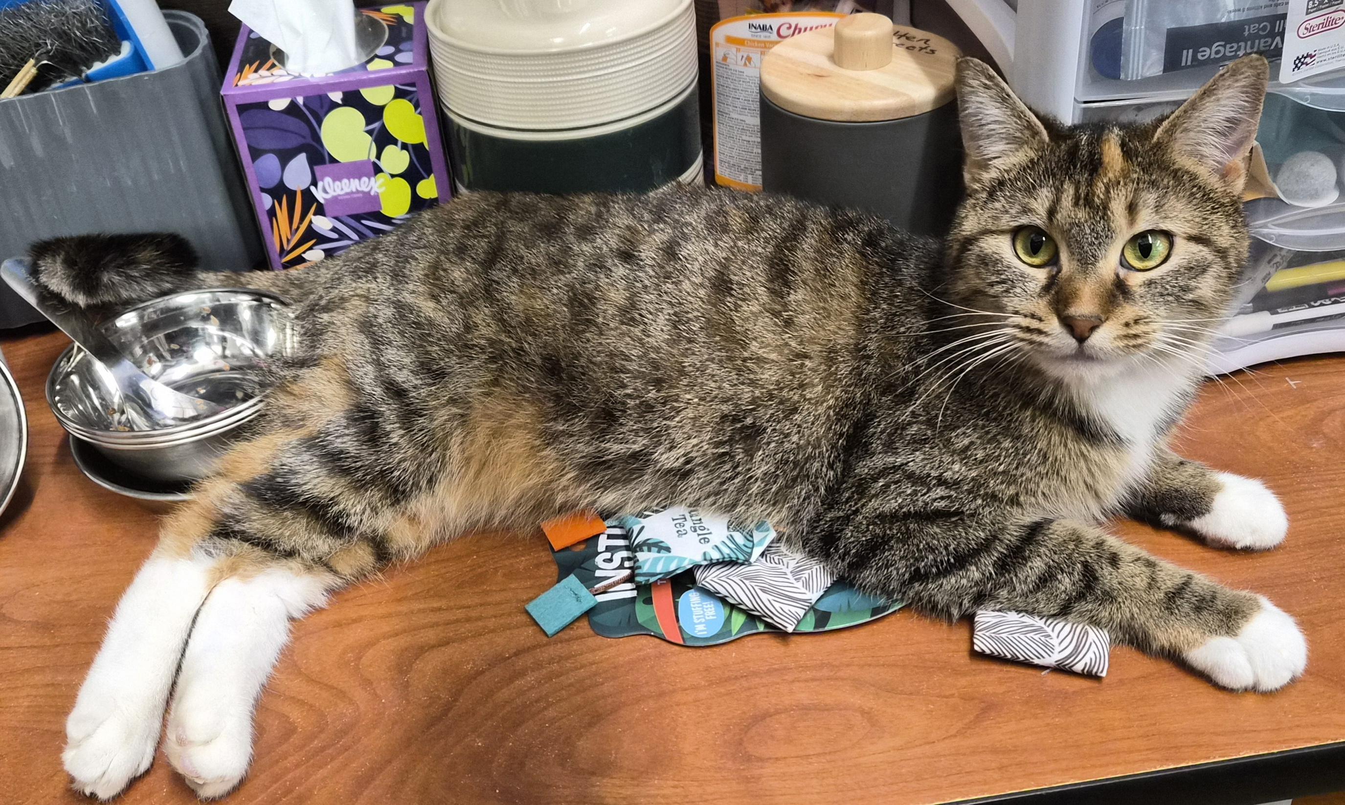 Enlarge Lucy, an adopted Domestic Medium Hair in Belleville, IL image 3/5