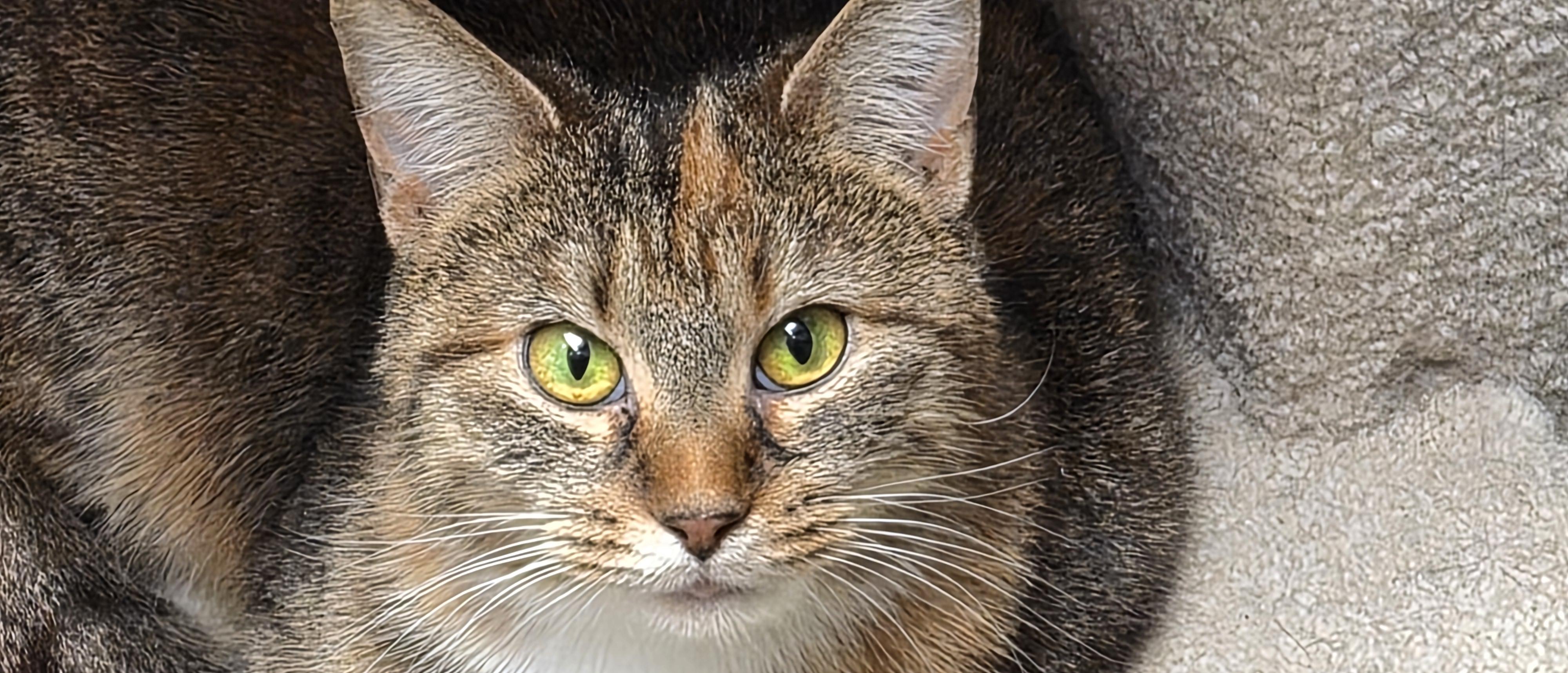 Enlarge Lucy, an adopted Domestic Medium Hair in Belleville, IL image 2/5