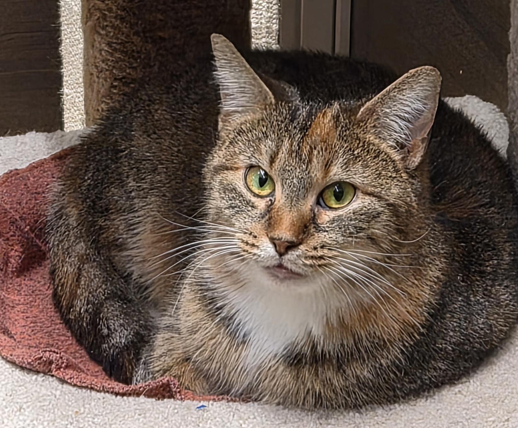 Enlarge Lucy, an adopted Domestic Medium Hair in Belleville, IL image 5/5