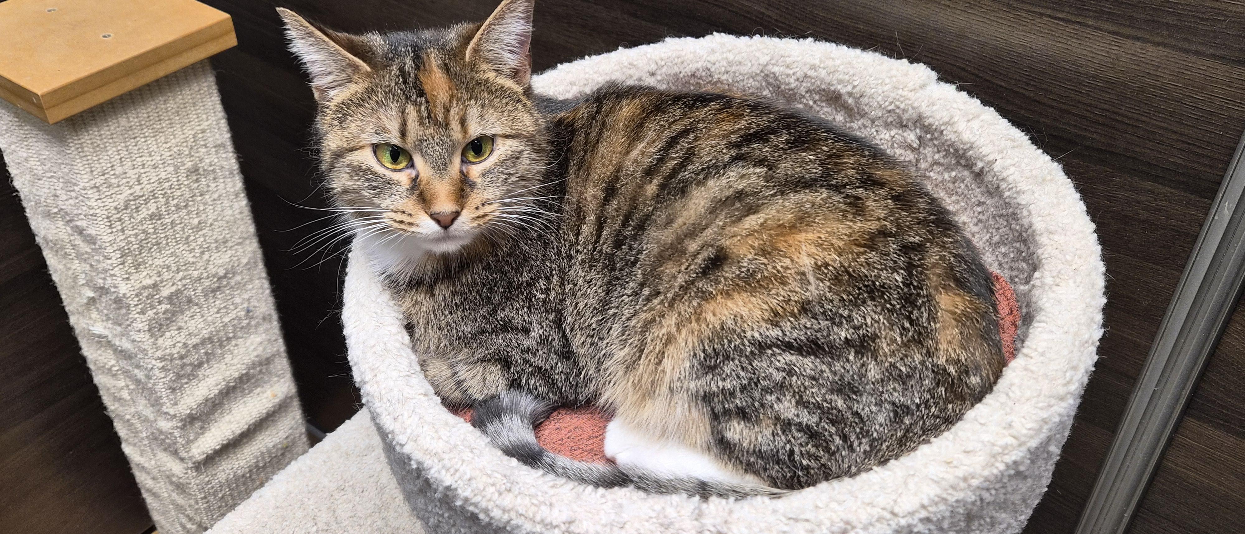 Enlarge Lucy, an adopted Domestic Medium Hair in Belleville, IL image 4/5