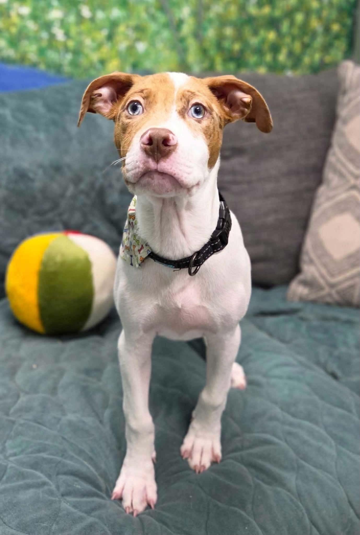 Enlarge Cyrus, a Adoptable Mixed Breed in New Smyrna Beach, FL image 5/6