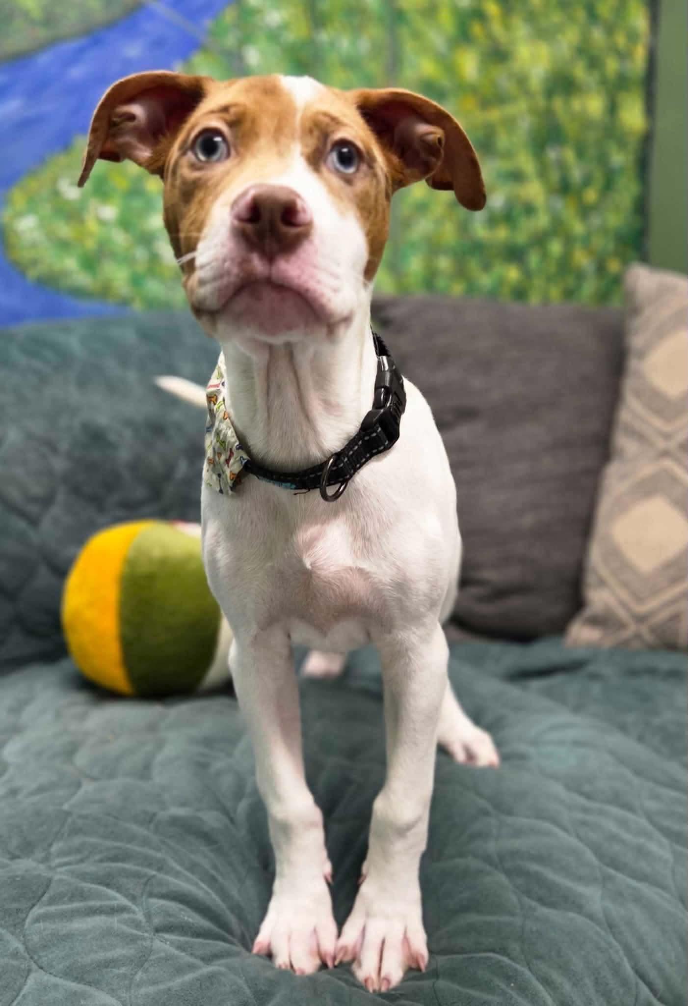 Enlarge Cyrus, a Adoptable Mixed Breed in New Smyrna Beach, FL image 4/6