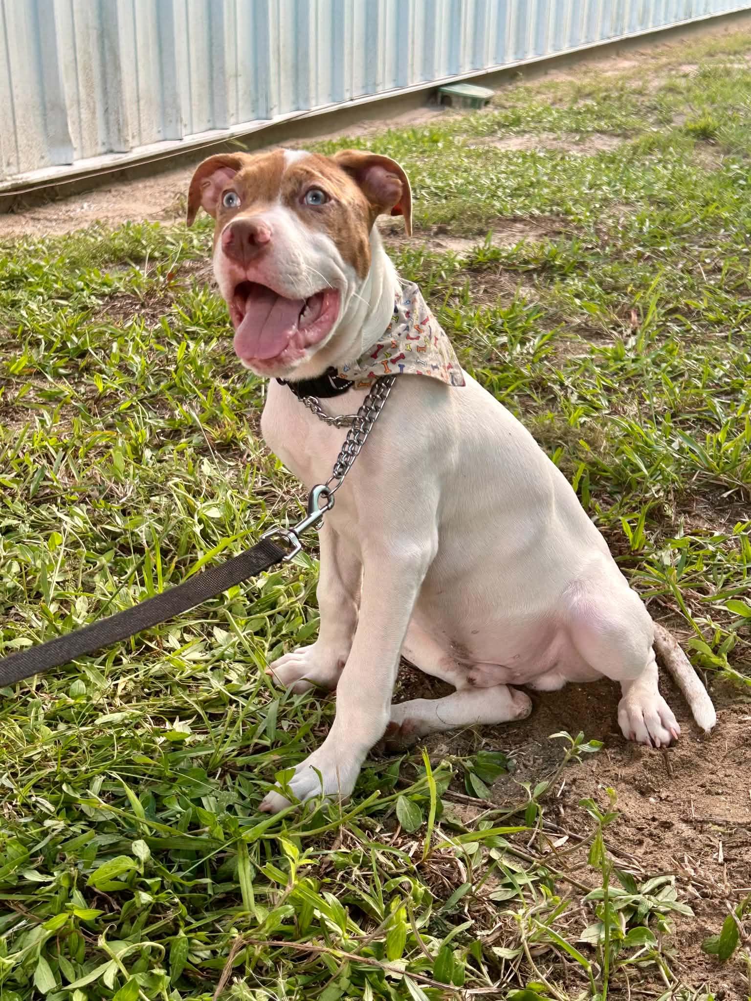 Enlarge Cyrus, a Adoptable Mixed Breed in New Smyrna Beach, FL image 2/6