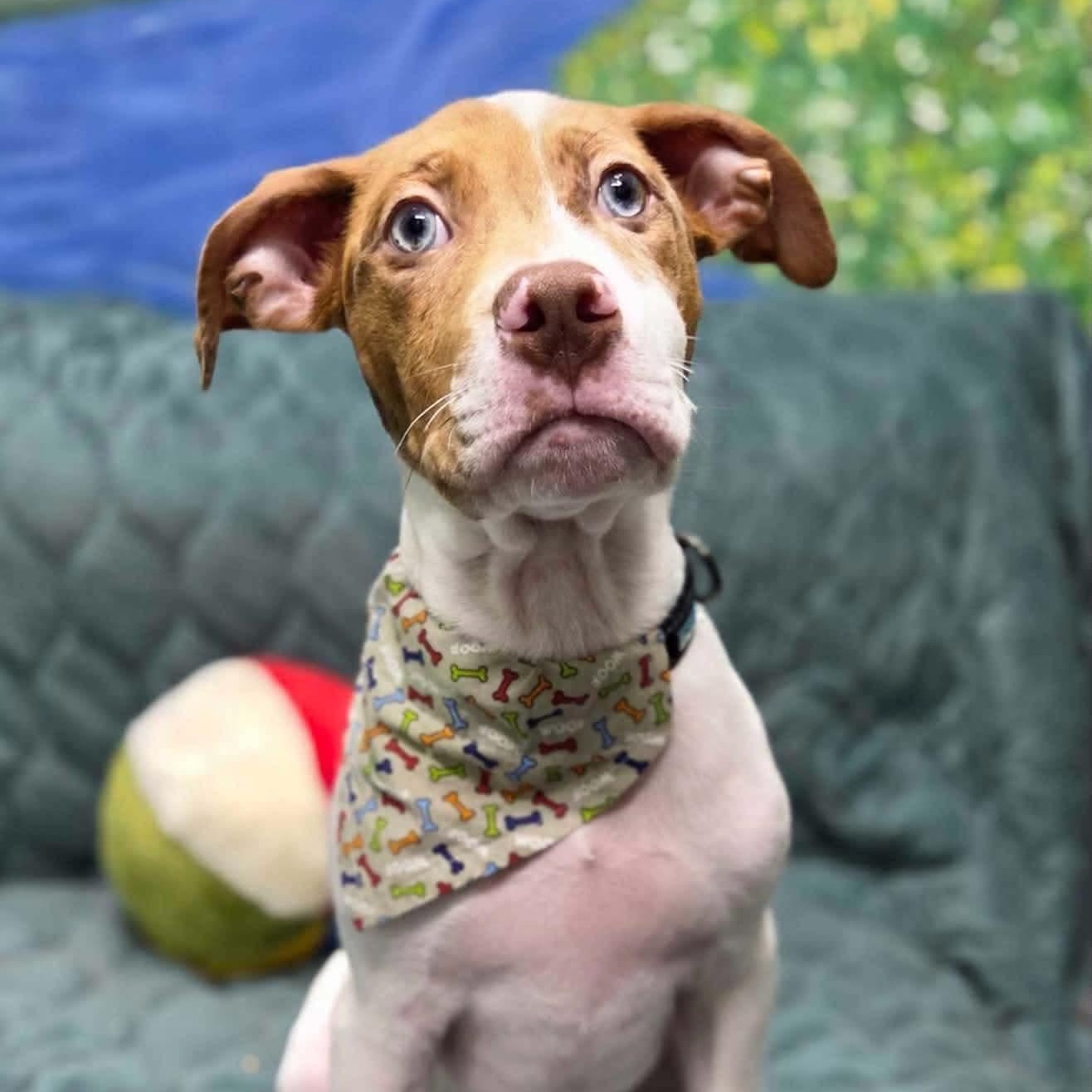 Enlarge Cyrus, a Adoptable Mixed Breed in New Smyrna Beach, FL image 3/6