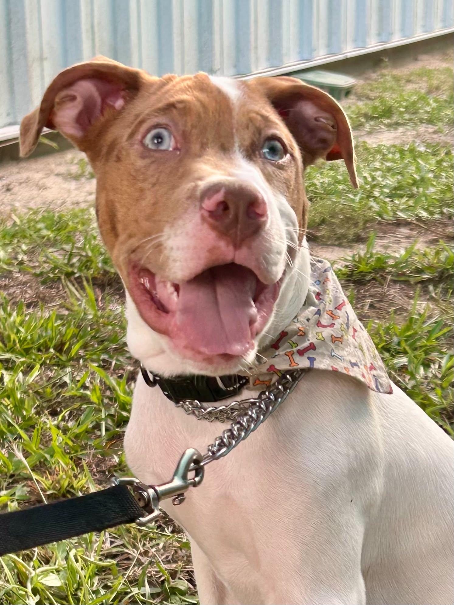 Cyrus, Adoptable, Puppy Male Mixed Breed.