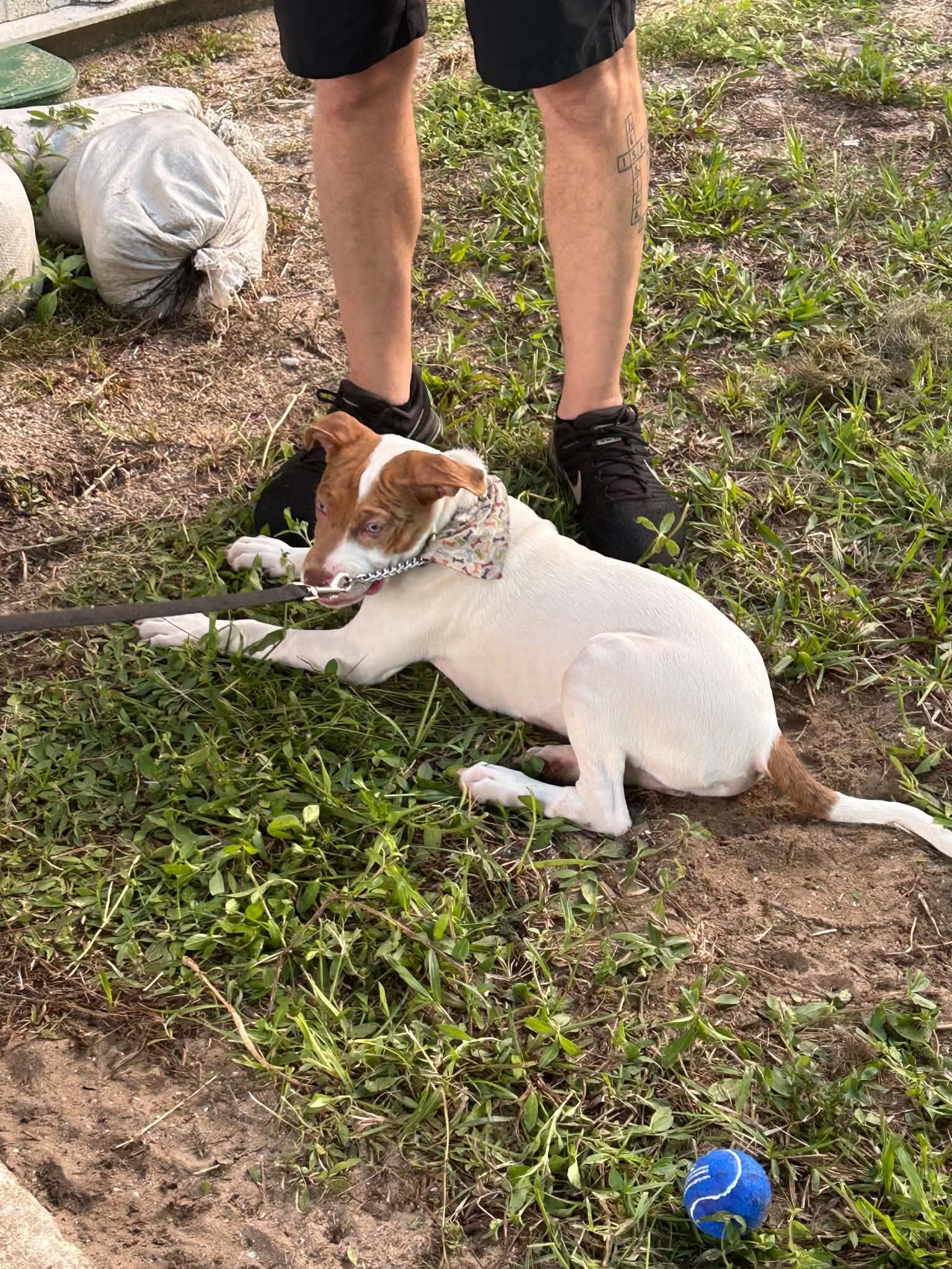Enlarge Cyrus, a Adoptable Mixed Breed in New Smyrna Beach, FL image 6/6