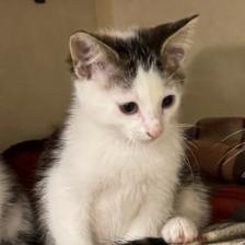 Enlarge Eli, an adopted Domestic Short Hair in Battle Creek, MI image 2/2