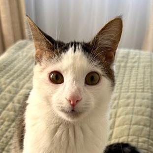 Enlarge Eli, an adopted Domestic Short Hair in Battle Creek, MI image 1/2