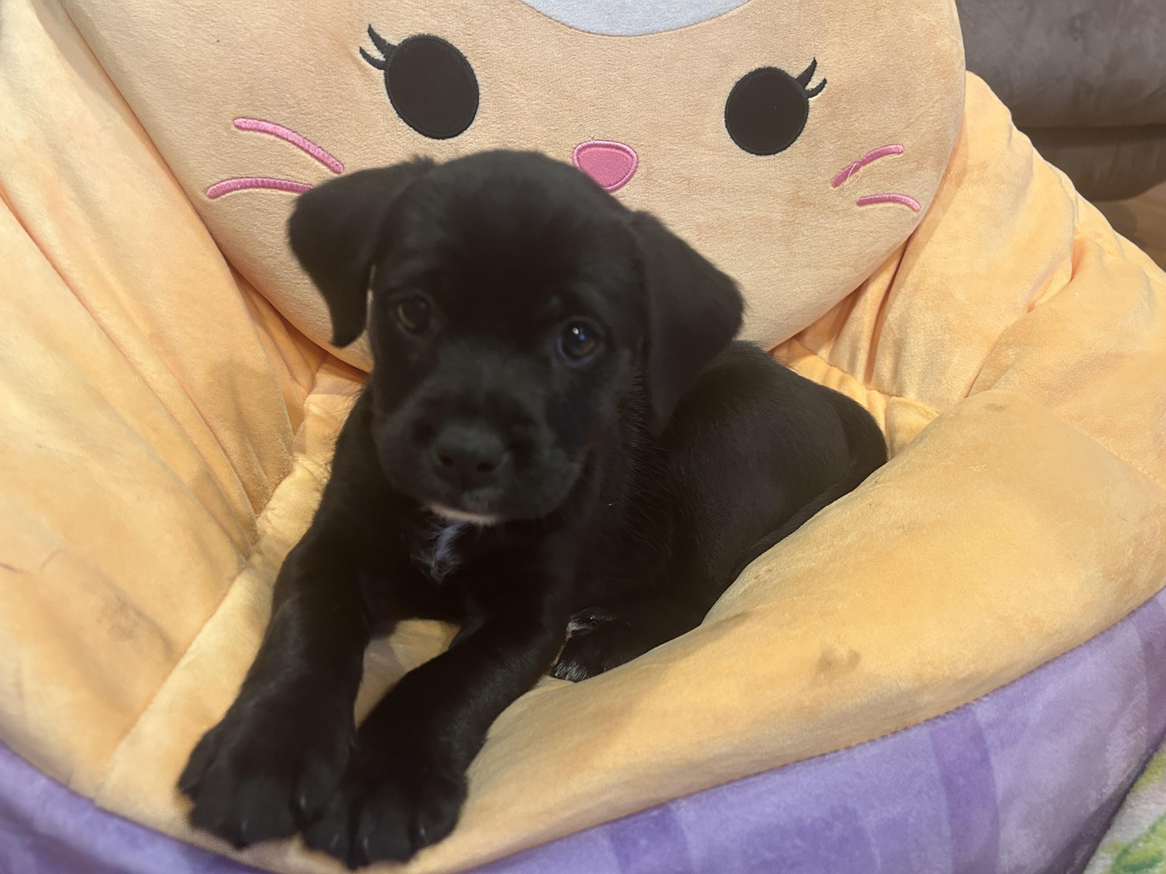 Cocoa, adopted, Puppy Female Black Labrador Retriever.