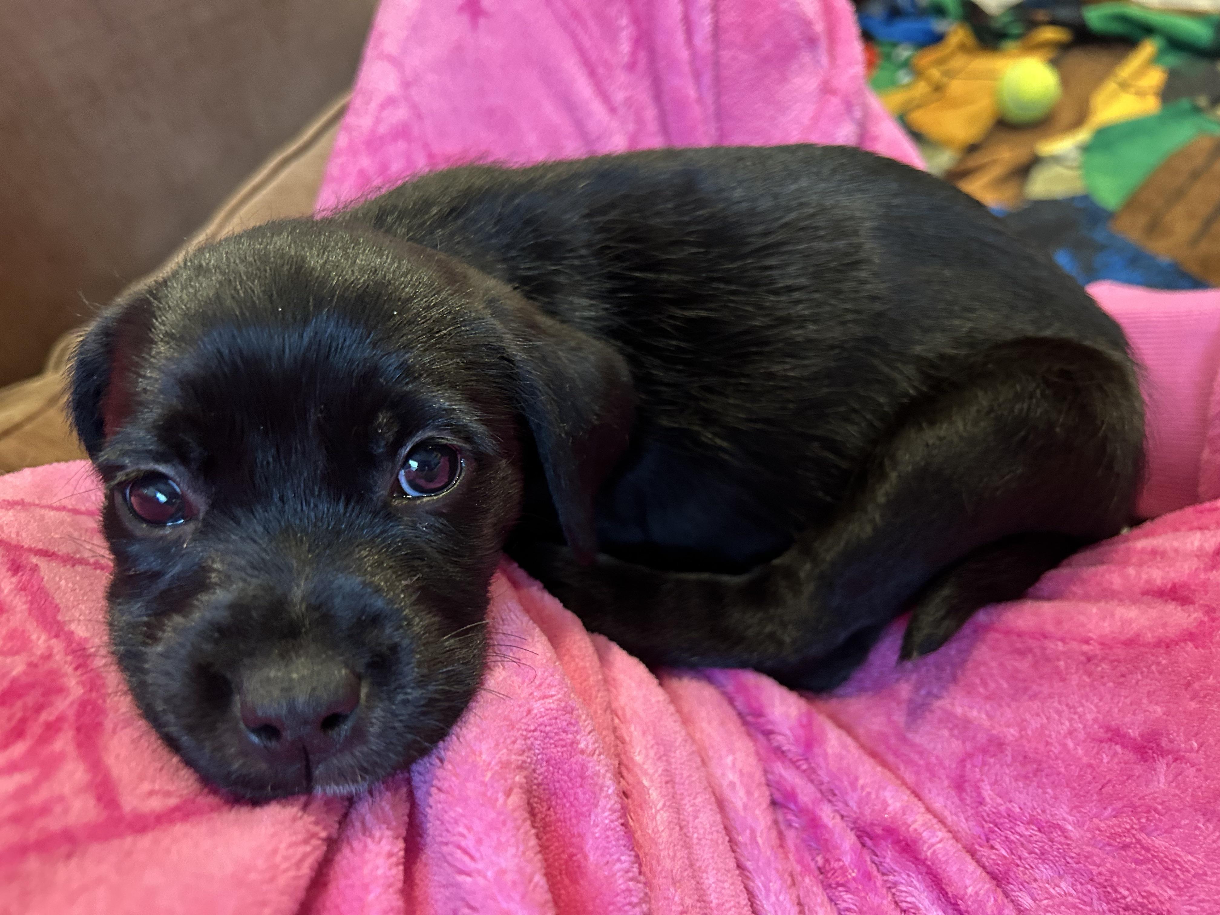 Enlarge Cocoa, an adopted mixed breed in Naperville, IL image 2/5