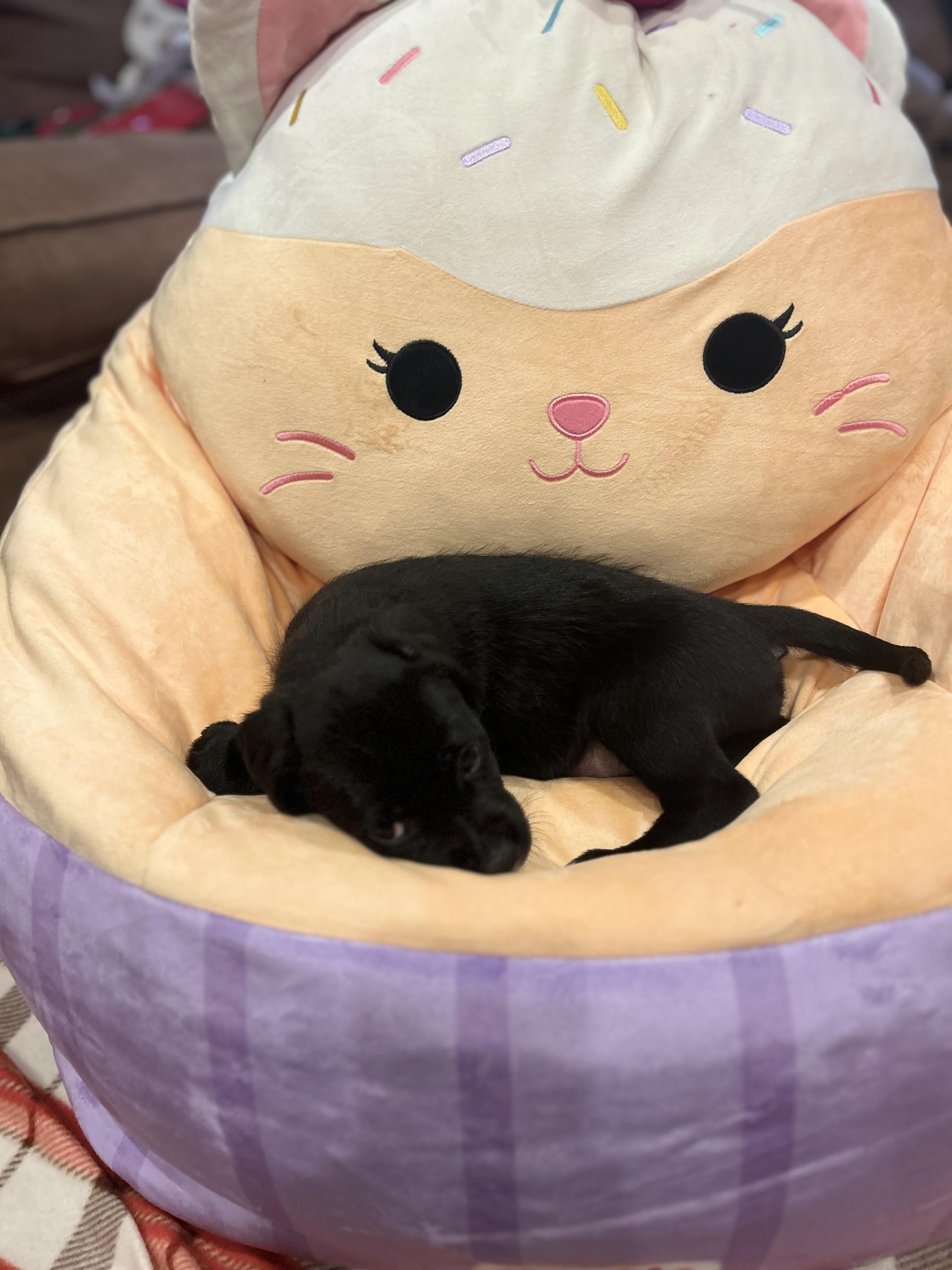 Enlarge Cocoa, an adopted mixed breed in Naperville, IL image 3/5